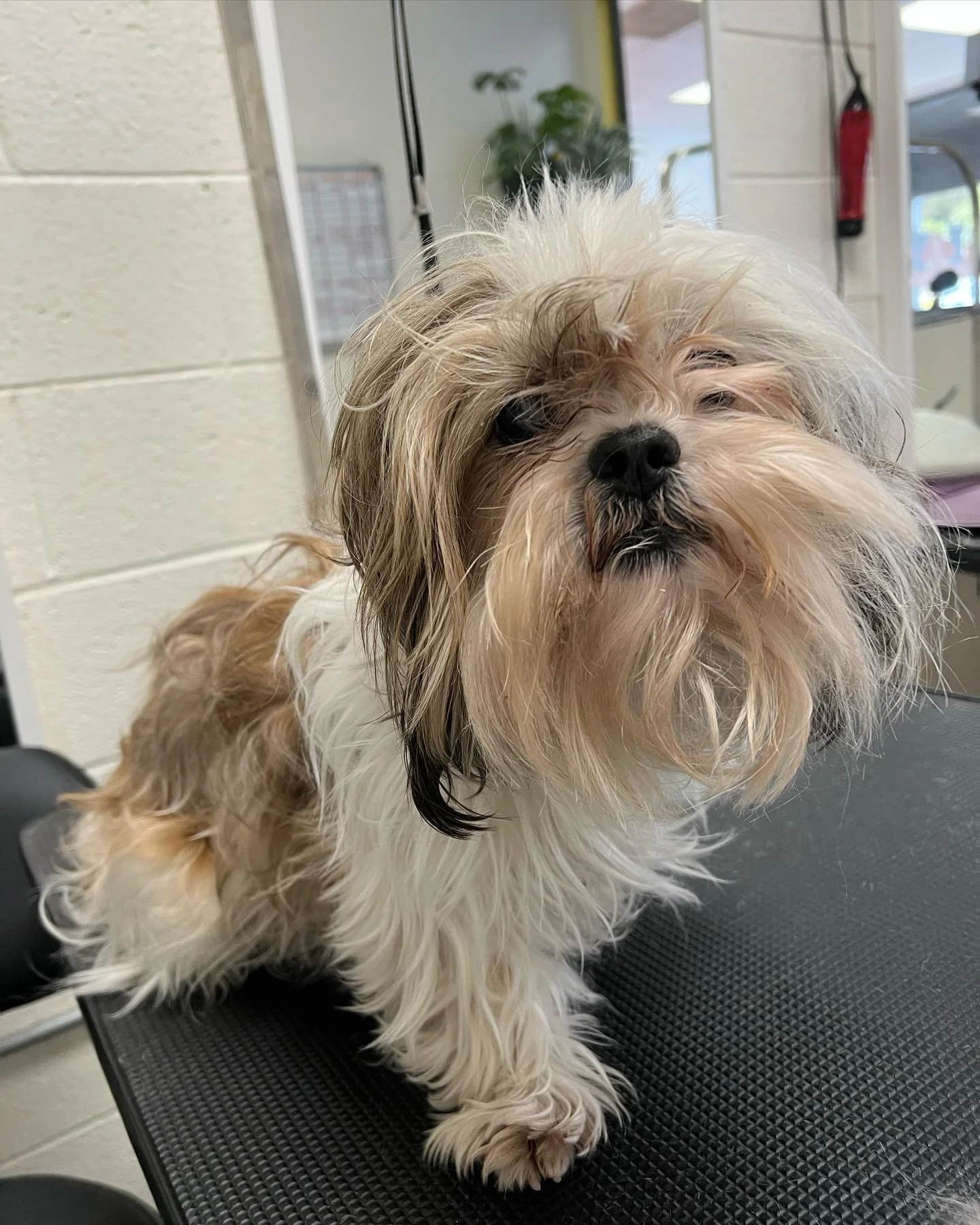 Before and after for this little beauty. #puppy #groomer #shihtzu #shitzu #doggy #instagood #grooming #🐶