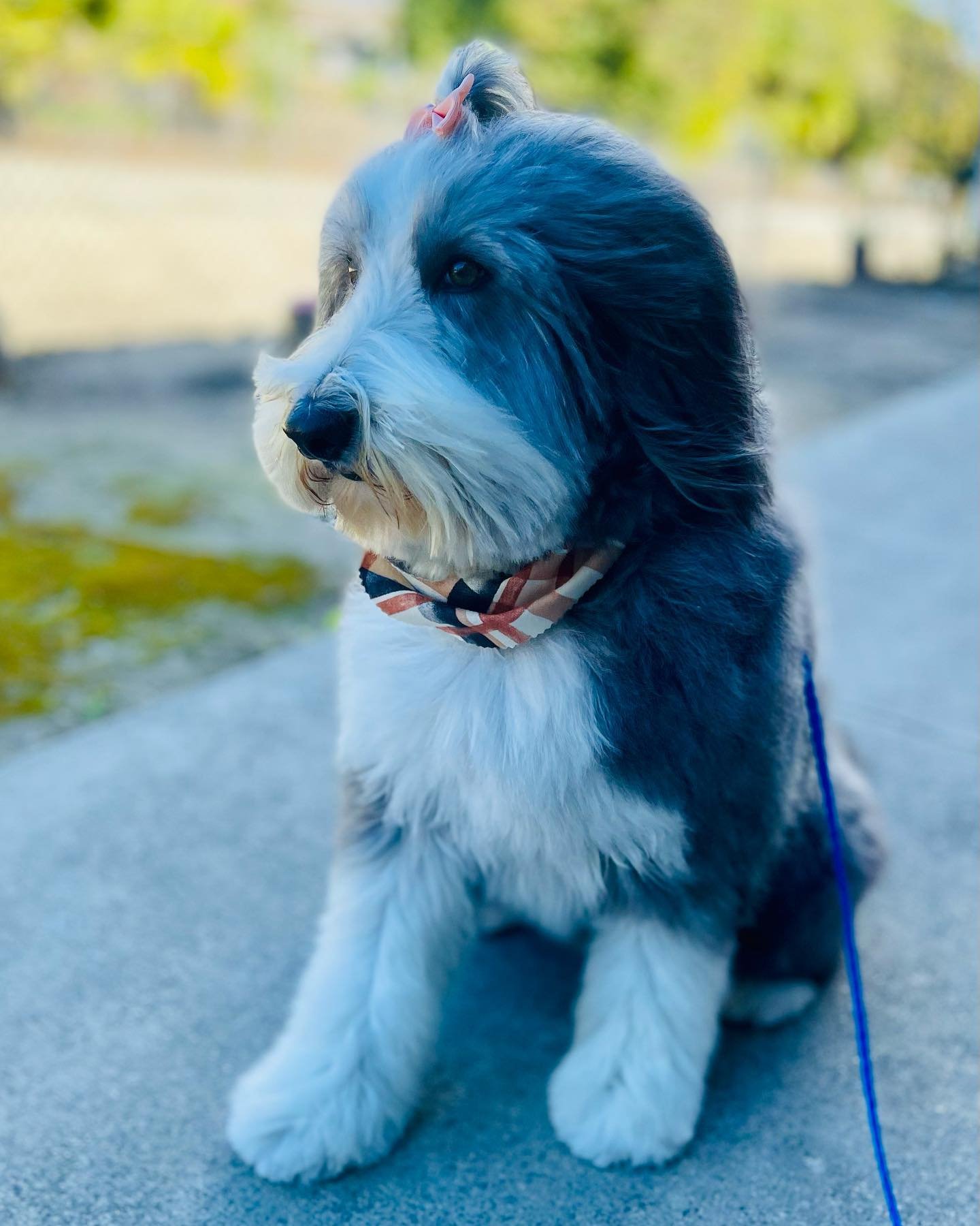 Spa day for this little beauty. #groomer #grooming #dog #dogsofinstagram #doggrooming #doggroomer #dogs #doglover #petgrooming #doglovers #pet #petshop #banhoetosa #groomerlife #instadog #pets #petgroomer #groomersofinstagram #petstylist #groomers #g
