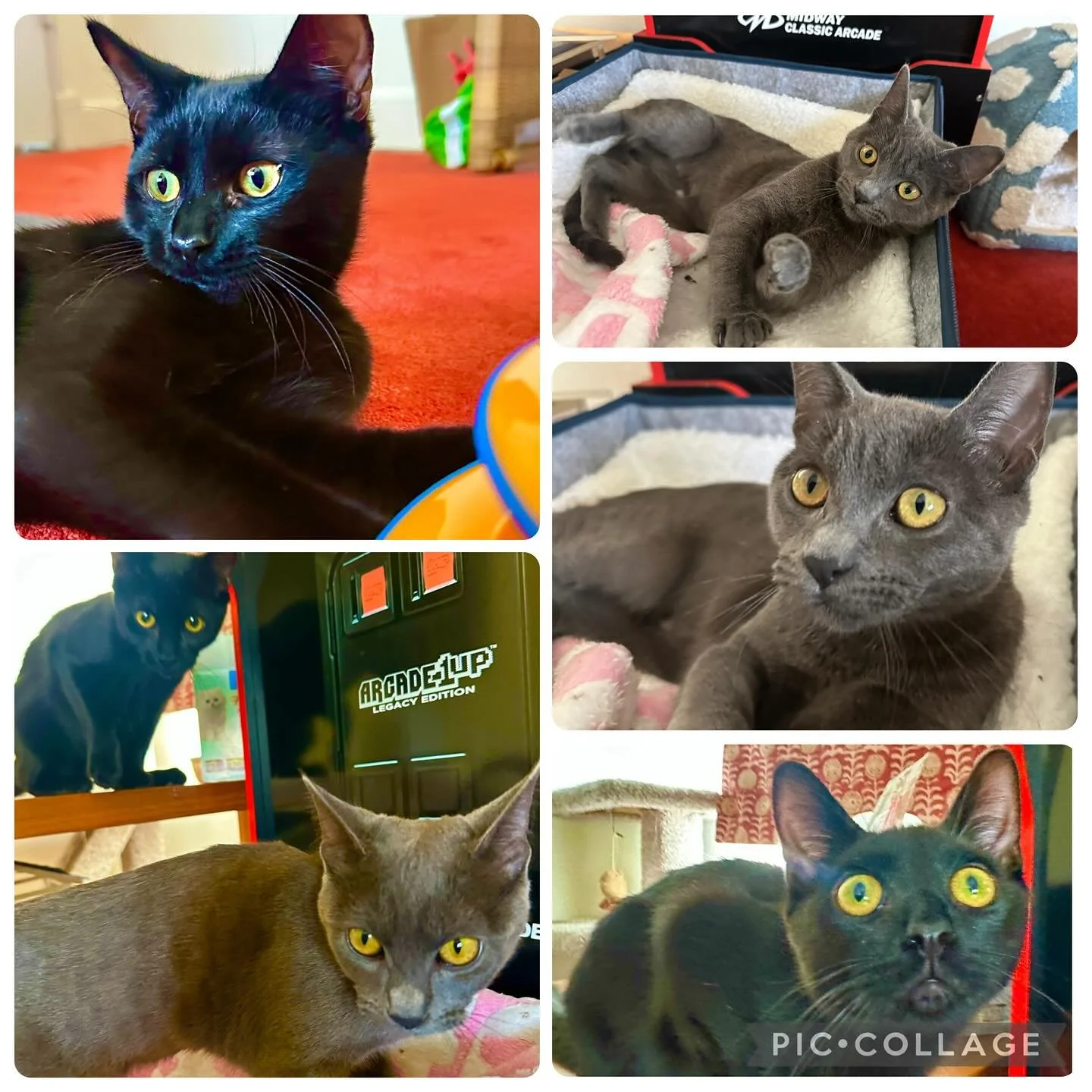 These kittens need a foster asap. And a forever home would be even better. Located in Los Angeles. Super sweet. Playful. They can together or separate. #cats #cat #adoptdontshop #instagood  #instamood  #instagram #soulasway @soulasway