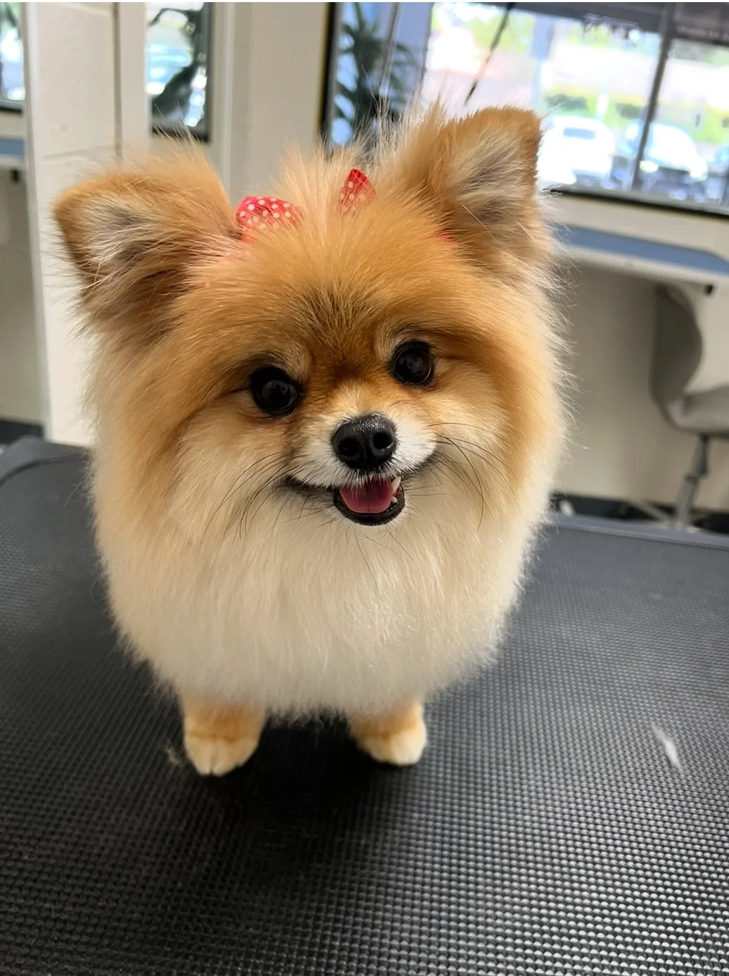 Puppy Castle Grooming Salon