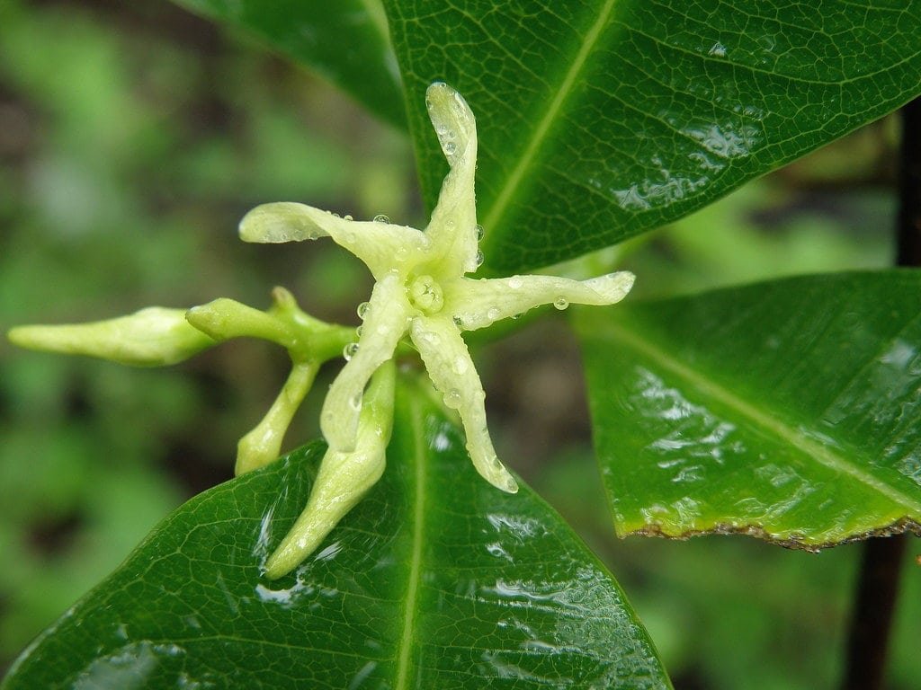 CRYPTOLEPIS RT