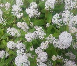 RED ROOT