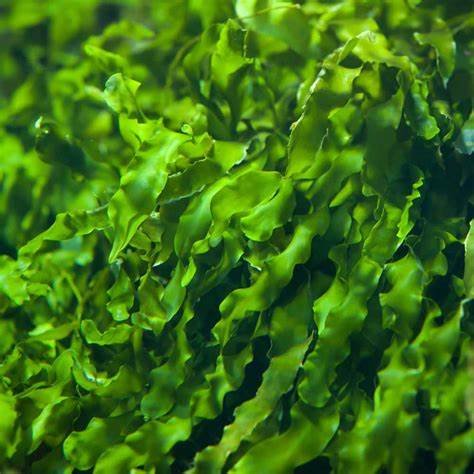 CHLORELLA