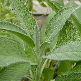 SAGE OFFICINALIS