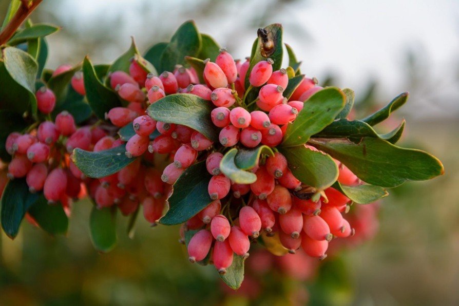 barberry.jpg