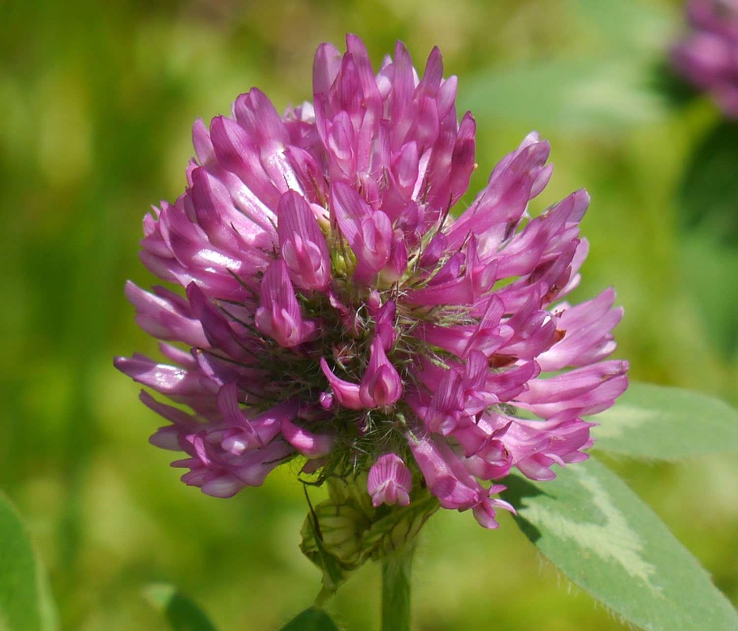 RED CLOVER
