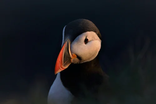 Puffin