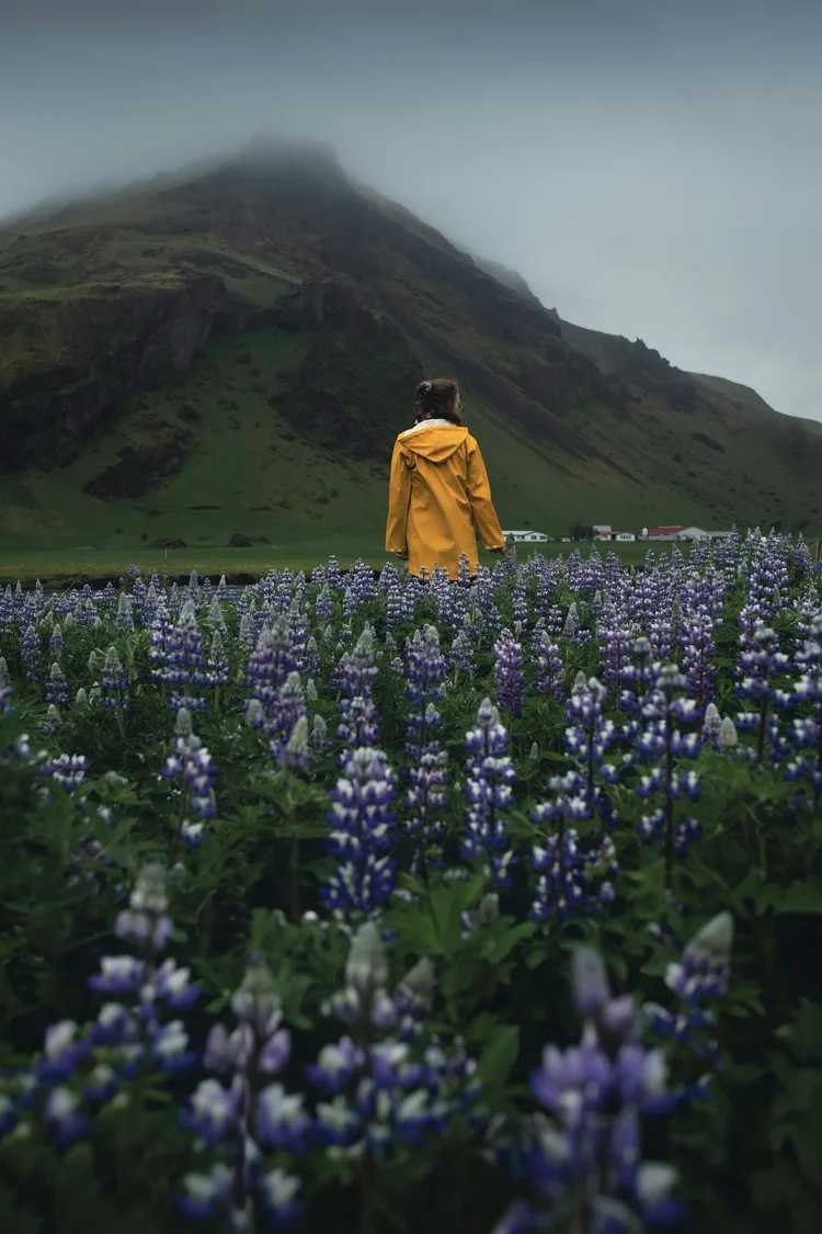 Traveler overlooking Iceland mountains and wildflowers