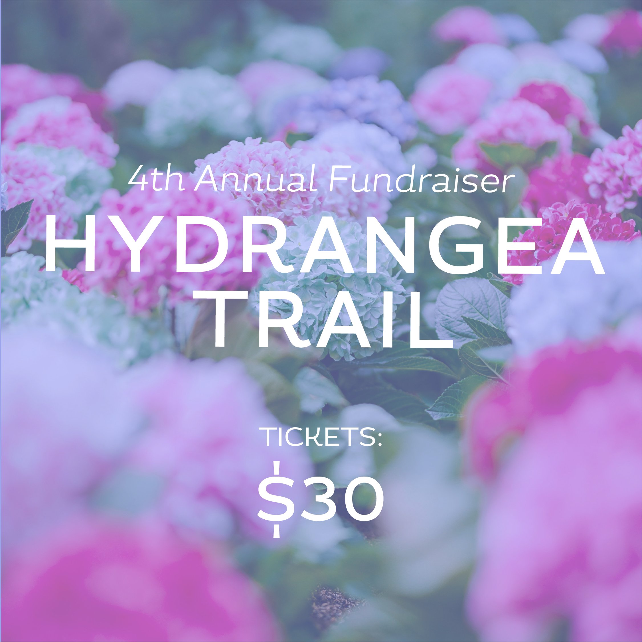 🪻Hydrangea Trail Fundraiser