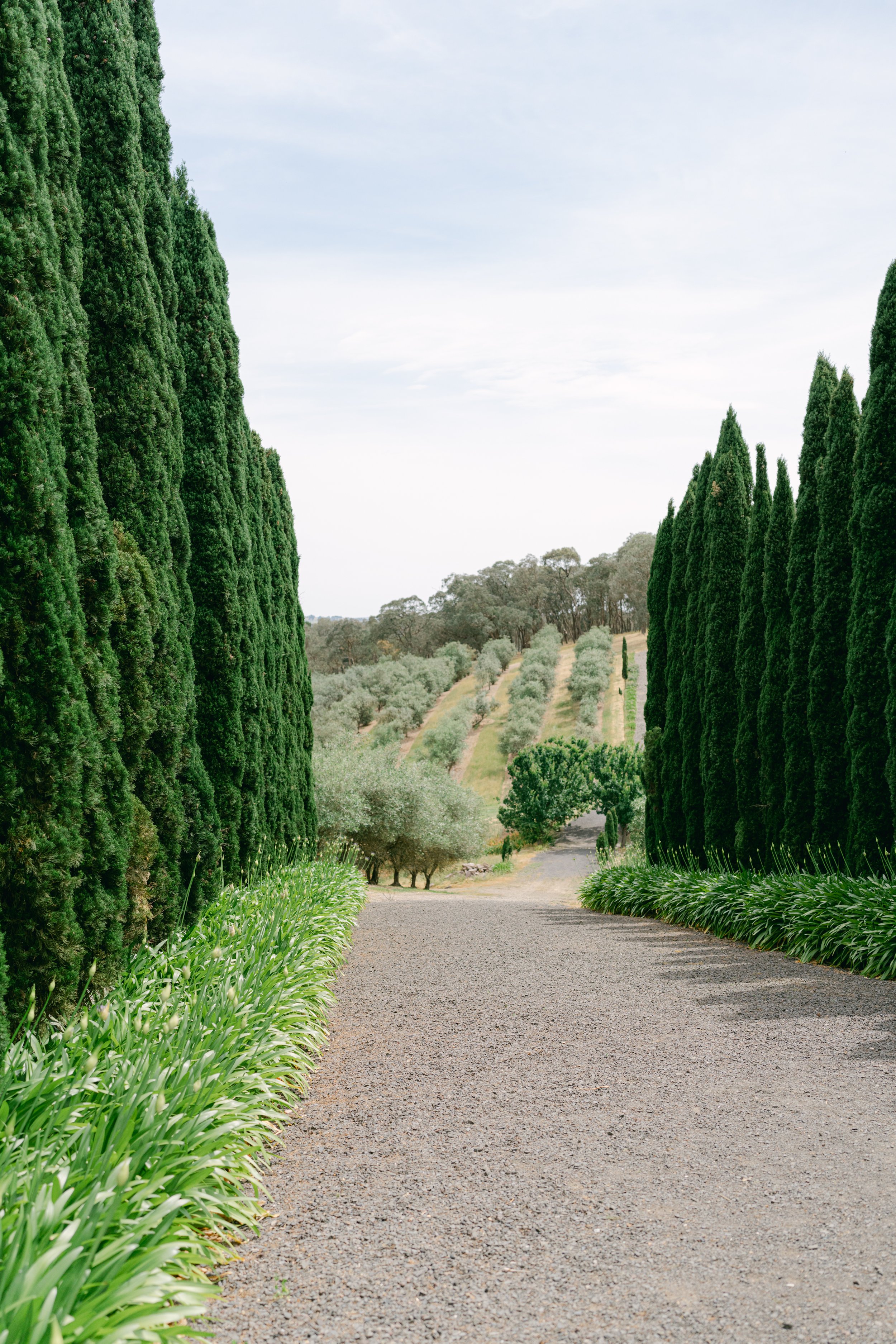 Gravel driveway flanked by tall green cypress trees leading to a rural landscape with rolling hills and olive trees.