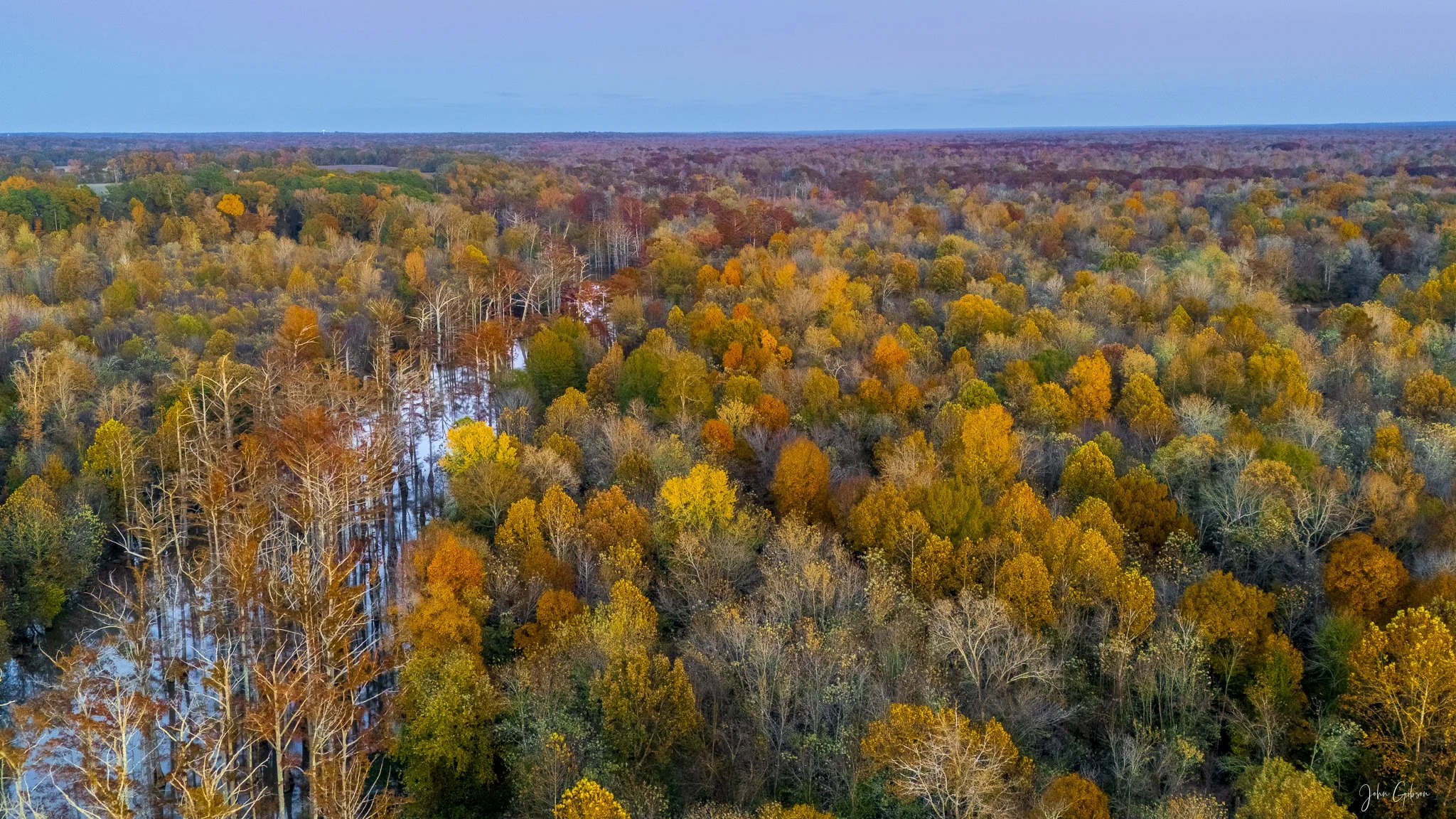 Hatchie River Bottom
