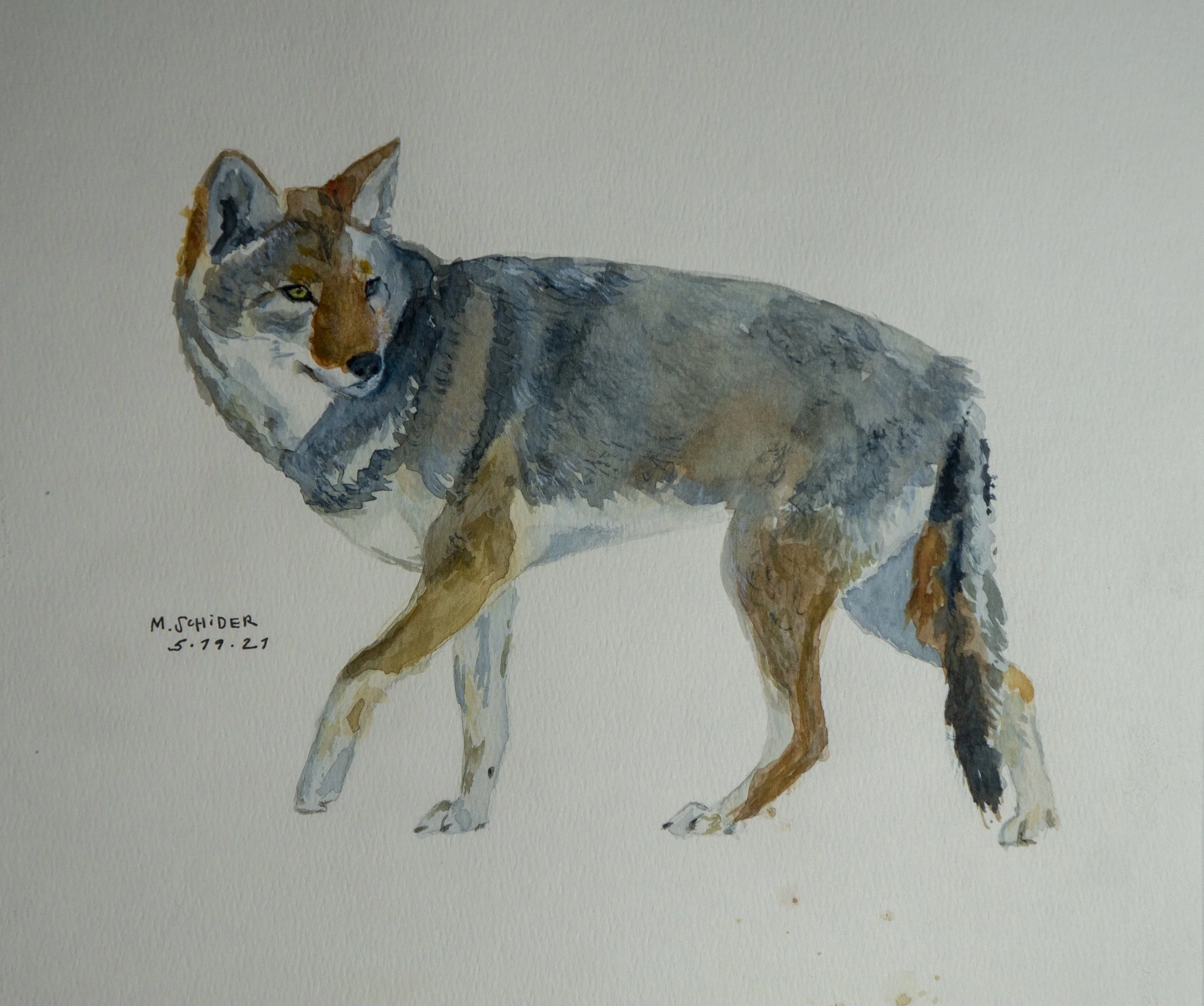 canis lisle, 2021