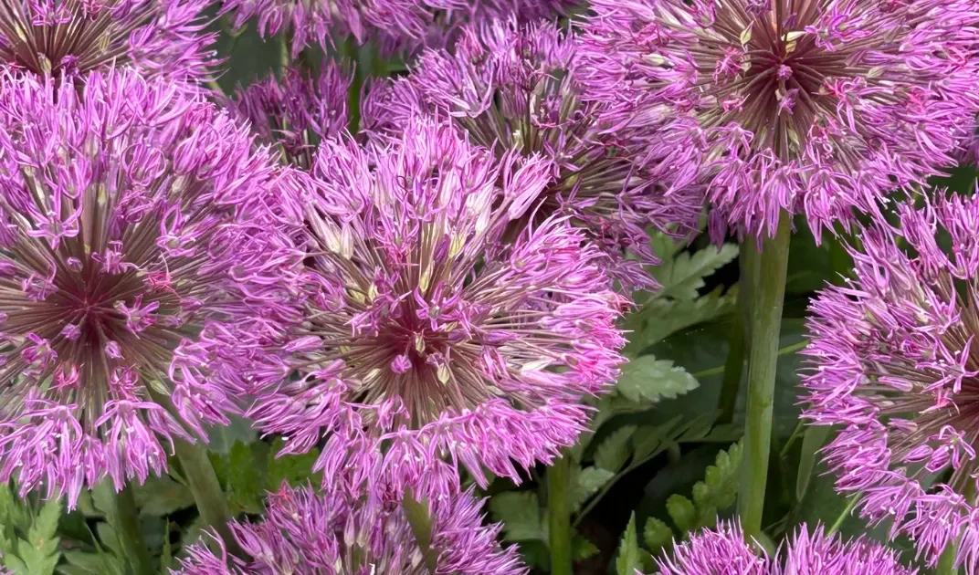 Close-up of pink and purple allium flowers in bloom.