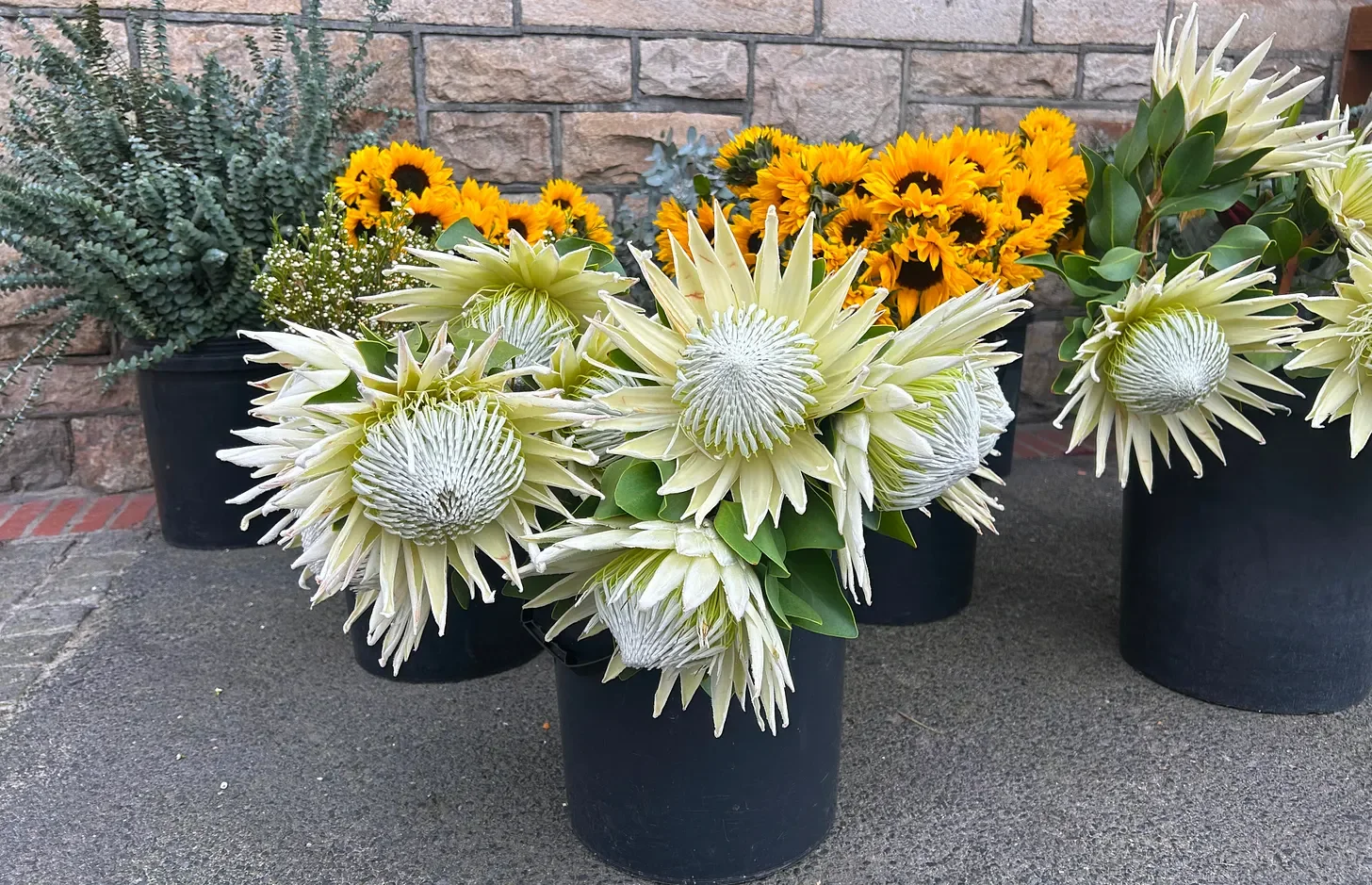 Potted flowers, including white protea and yellow sunflowers, arranged on a concrete surface against a brick wall.