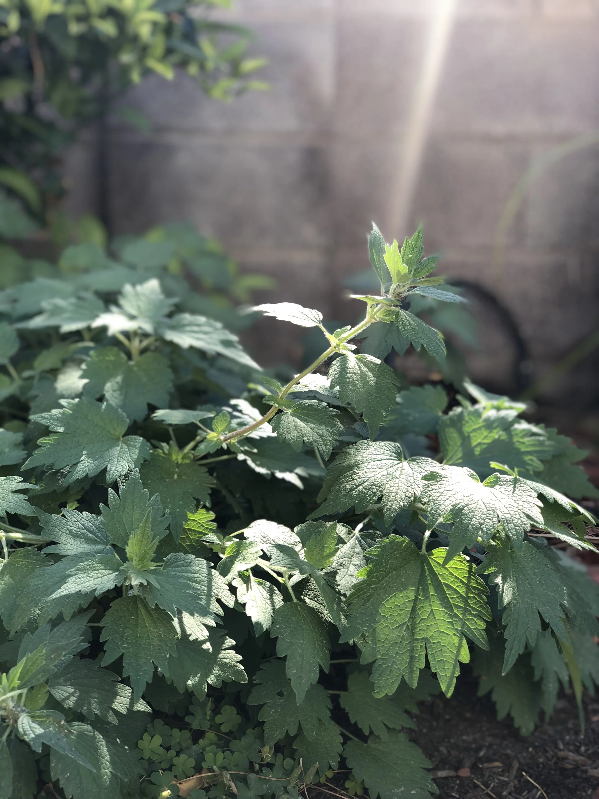 Motherwort growing in the garden, shown in partial sun with a ray of light shining on the plant.