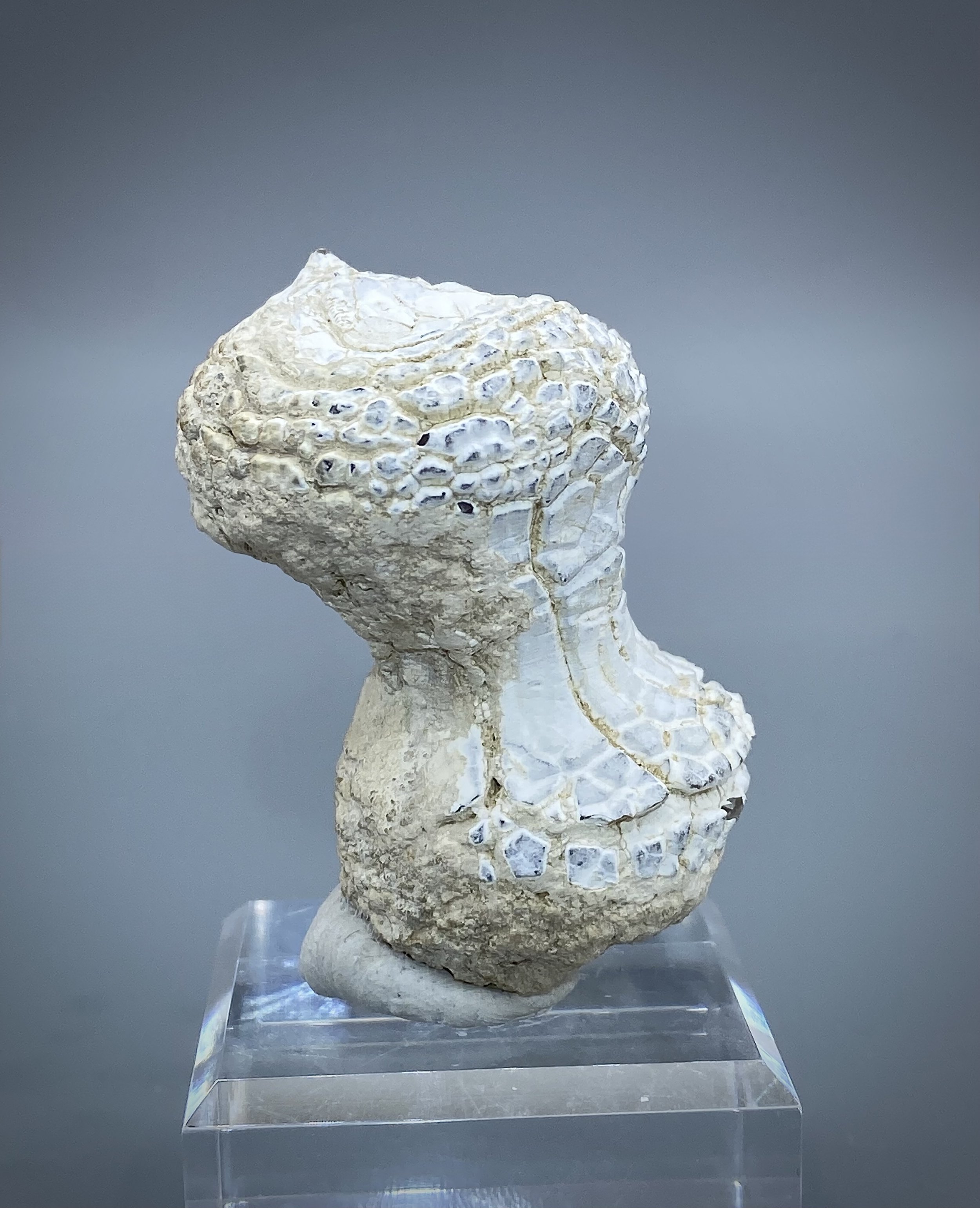 Snakeskin Agate, Rome, Malheur County, Oregon 6.jpeg
