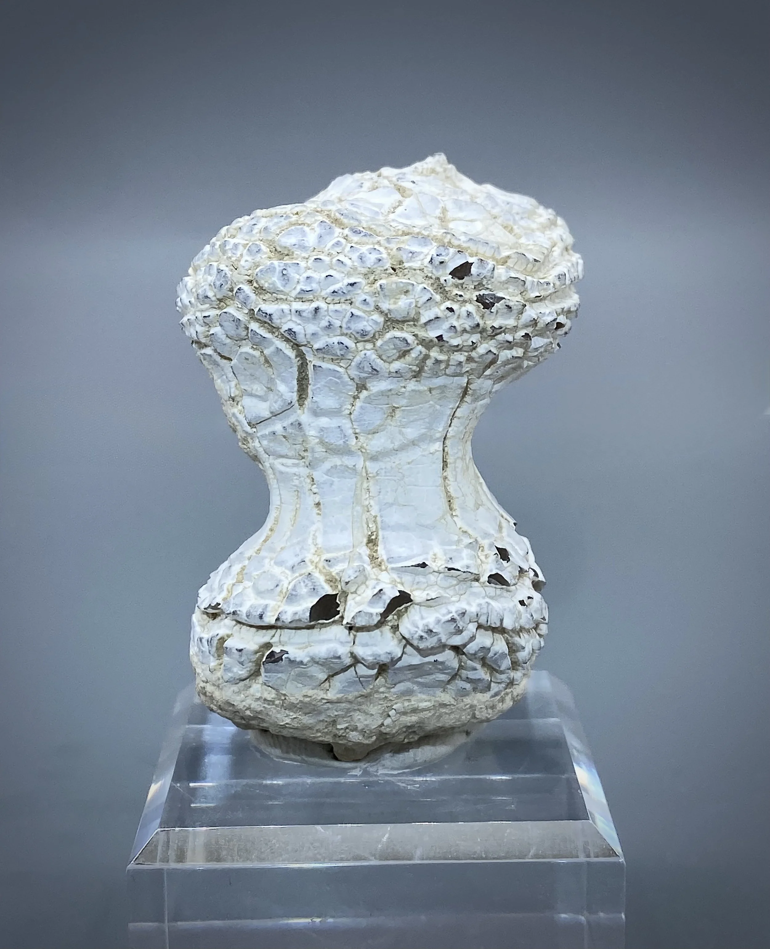 Snakeskin Agate, Oregon