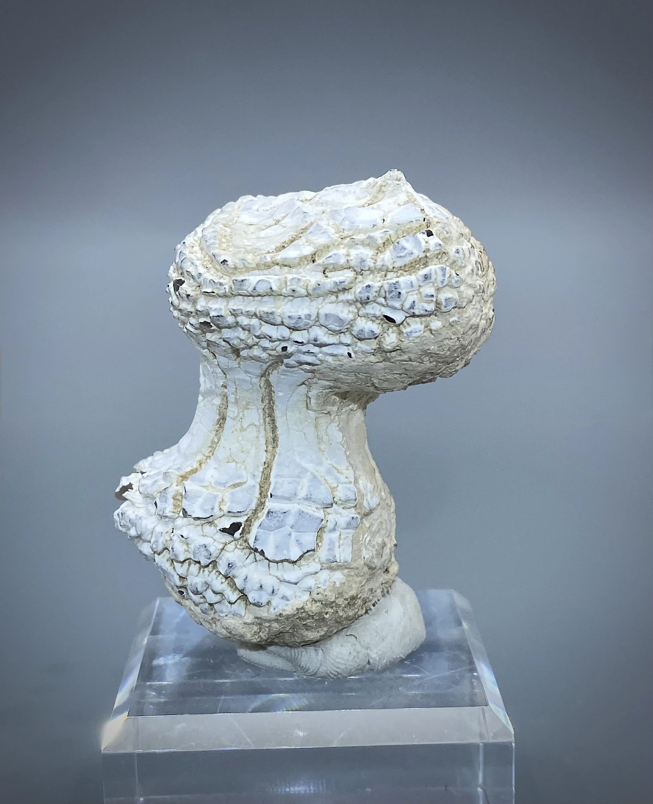 Snakeskin Agate, Rome, Malheur County, Oregon 4.jpeg