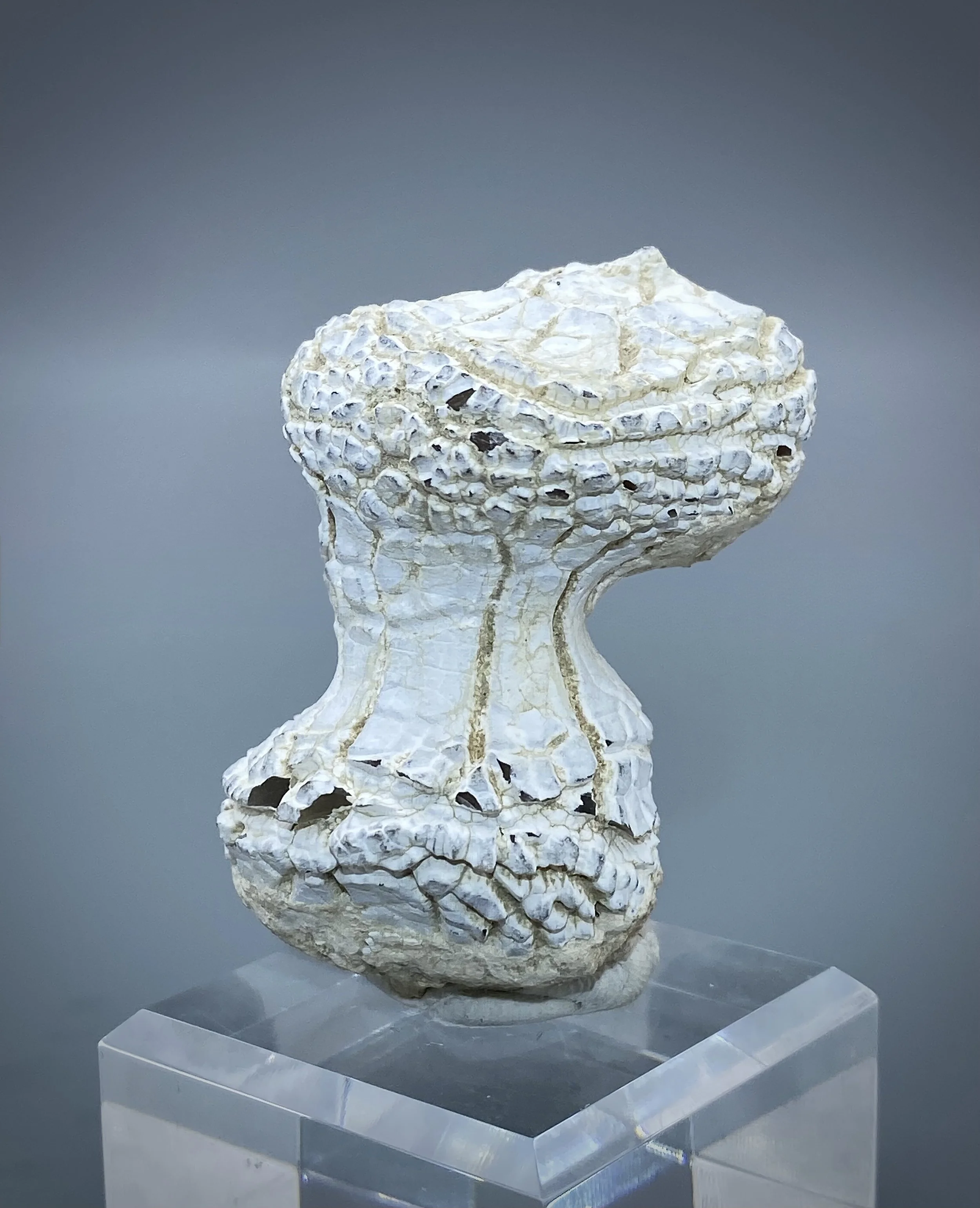 Snakeskin Agate, Rome, Malheur County, Oregon 3.jpeg