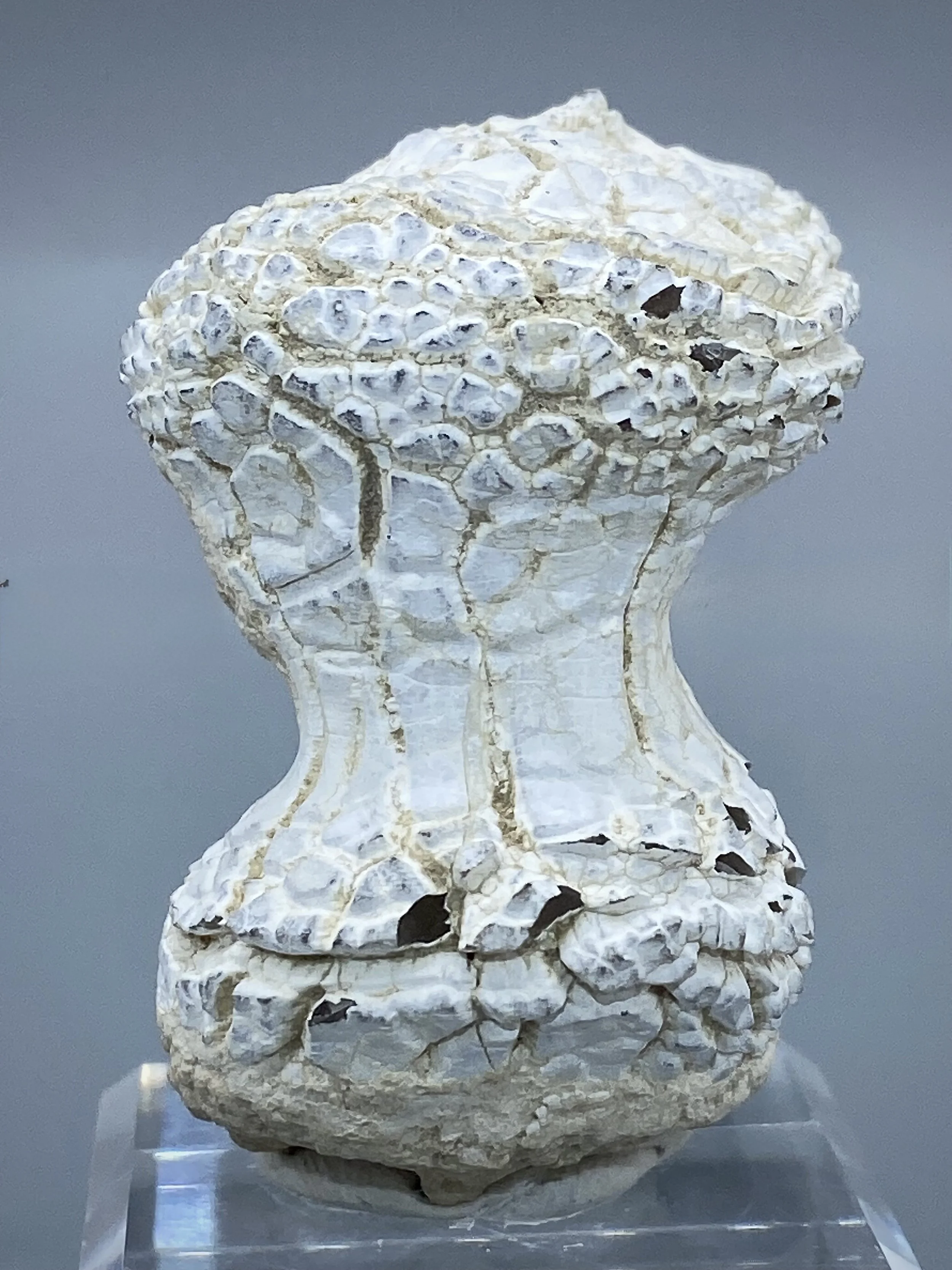 Snakeskin Agate, Rome, Malheur County, Oregon 8.jpeg
