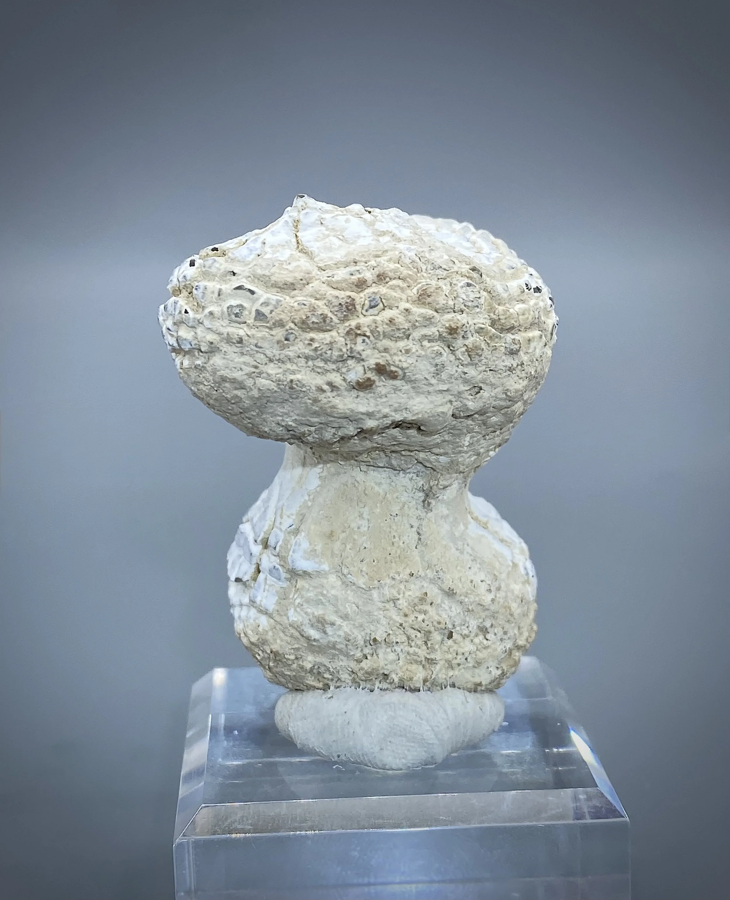 Snakeskin Agate, Rome, Malheur County, Oregon 5.jpeg