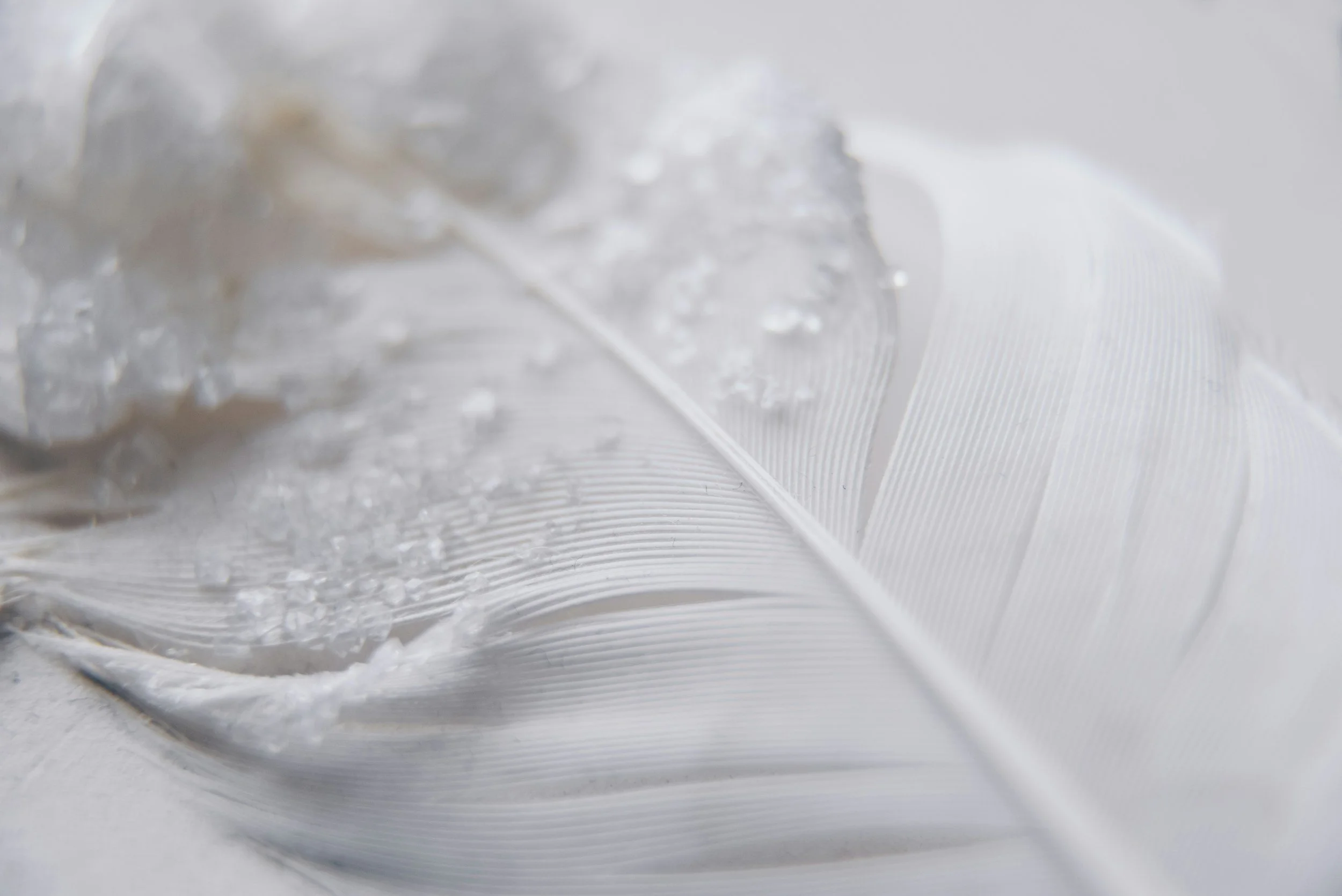 Close-up of a white feather with water droplets and ice crystals on it, on a white background.