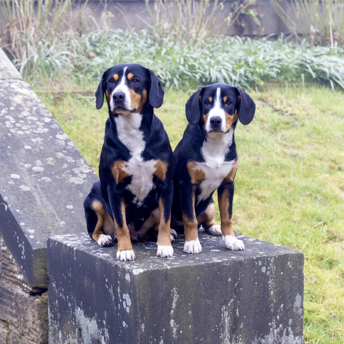 Well 2024 seems to be flying by! Thought I&rsquo;d post a recent photo of Betty &amp; Ada but realise this was taken nearly month ago 🙈
We&rsquo;ve had a busy few months and lots to update ☺️

#entlebuchersennenhunde #entlebucher #entlebuchermountai