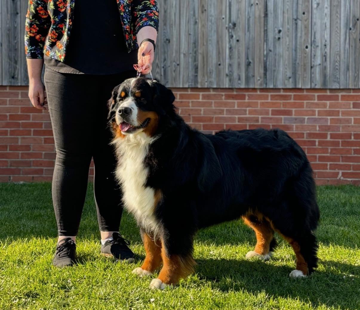 NORA &lsquo;CH Waldershelf Can&rsquo;t Ignora JW&rsquo; wins 🏆 BEST IN SHOW 🏆 under breed specialist judge Julie Baldwin at the Northern Bernese Mountain Dog Club Championship Show. 
So so proud of our special girl 💜

It&rsquo;s always lovely to s