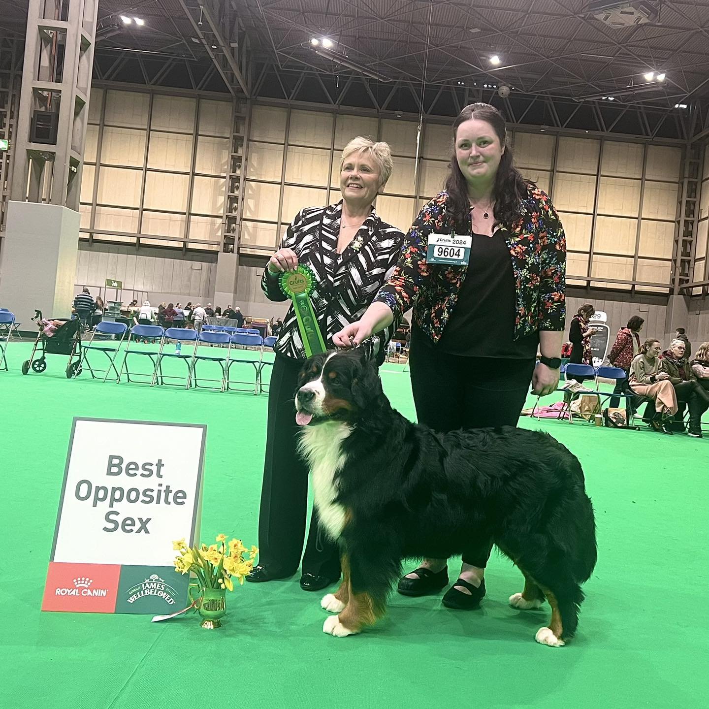 CRUFTS 2024 - Part 1

A post I&rsquo;ll have to do in 5 parts as we were so proud of our small team who represented Waldershelf across all 4 days of the show.

But first up is all about the sassy Queen of Waldershelf - NORA 💜

Champion Waldershelf C