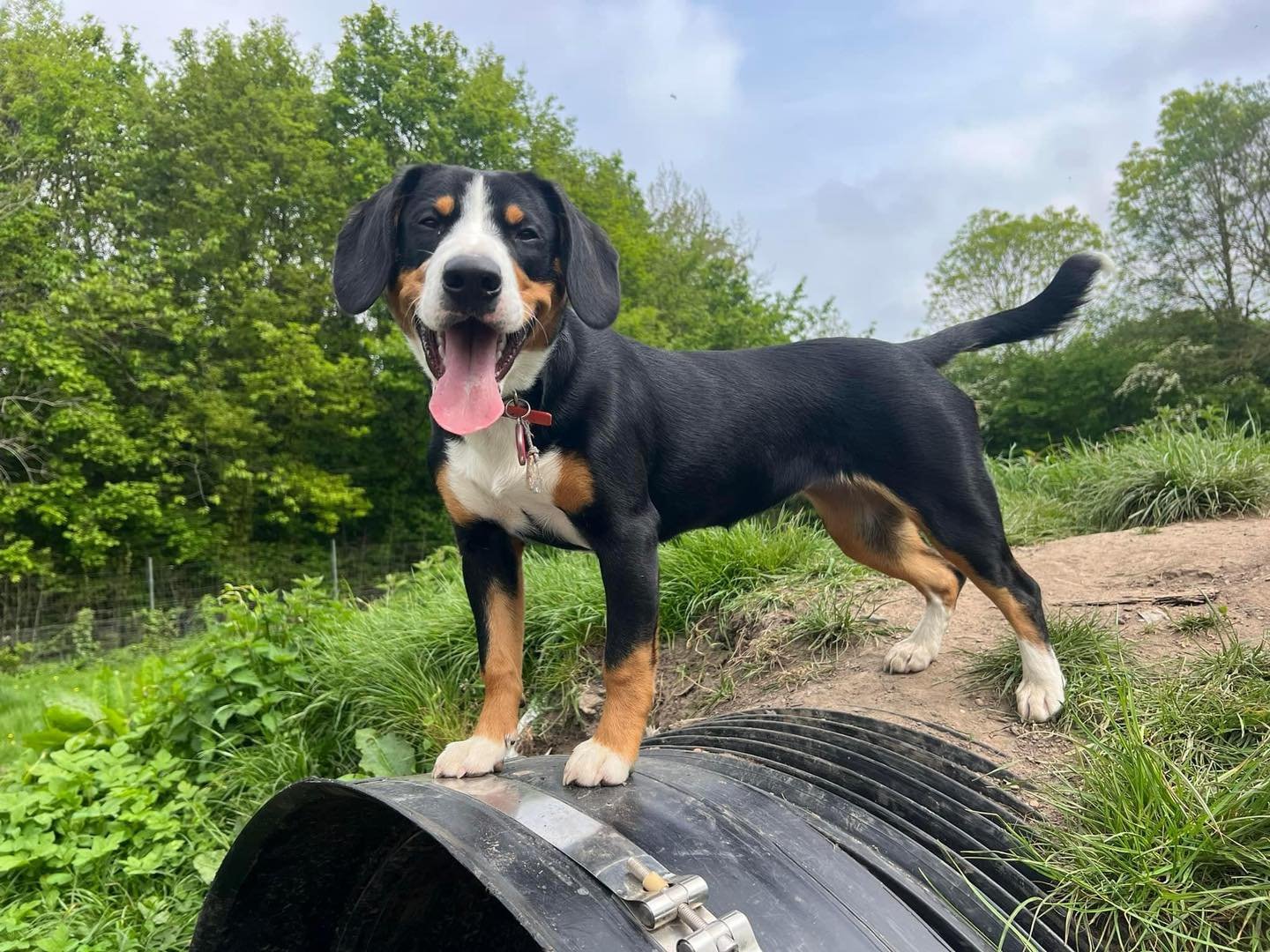 The beautiful Bonnie enjoying this lovely spring weather ☀️🌸 our A litter have just turned 6 months old.

www.waldershelf.com/entlebcuhers

#entlebucher #entlebucherpuppy #entlebuchersofinstagram #puppylife #entlebuchersennenhund #entlebuchersennenh