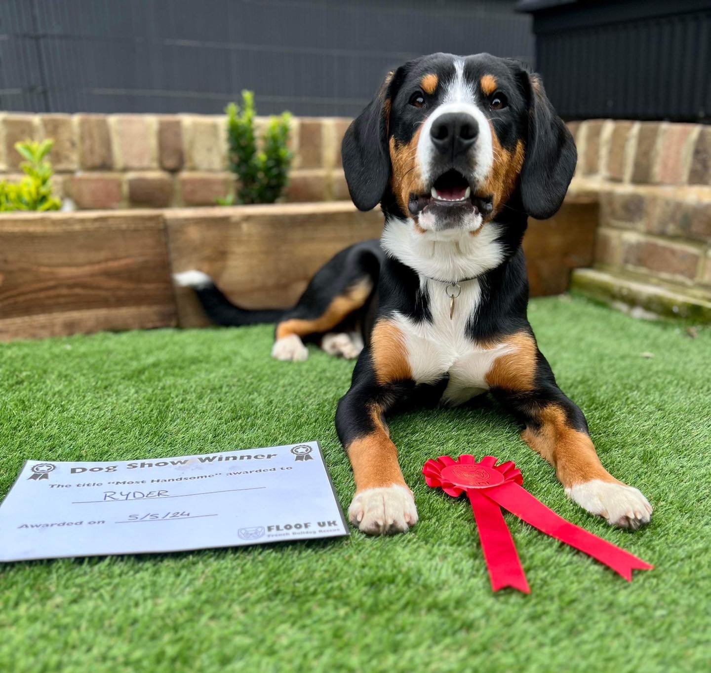 Ryder &amp; his family, visited the All About Dogs event at the weekend and won the most handsome dog class (with over 40 other entrants!). Of course we had no doubt at all, because he&rsquo;s one handsome chap! 🩵

www.waldershelf.com/entlebuchers

