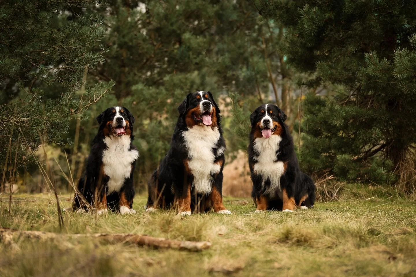 I set a New Years resolution to update our website and social media more regularly as I have really fallen behind and we have so much to update! 🙈
So, lots of updates to come about our dogs, puppies and the generally chaotic, dog filled life we lead