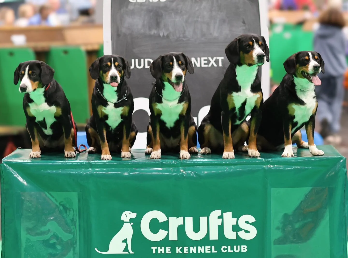 Our Entlebucher Mountain Dog show team at Crufts 2025. So very proud of them all we are hoping that some of the B litter puppies will join us next year ❤️

L-R 
Bonnie, Betty, Ada, Ryder &amp; Adele

www.waldershelf.com

#showdog #entlebucher_sennenh