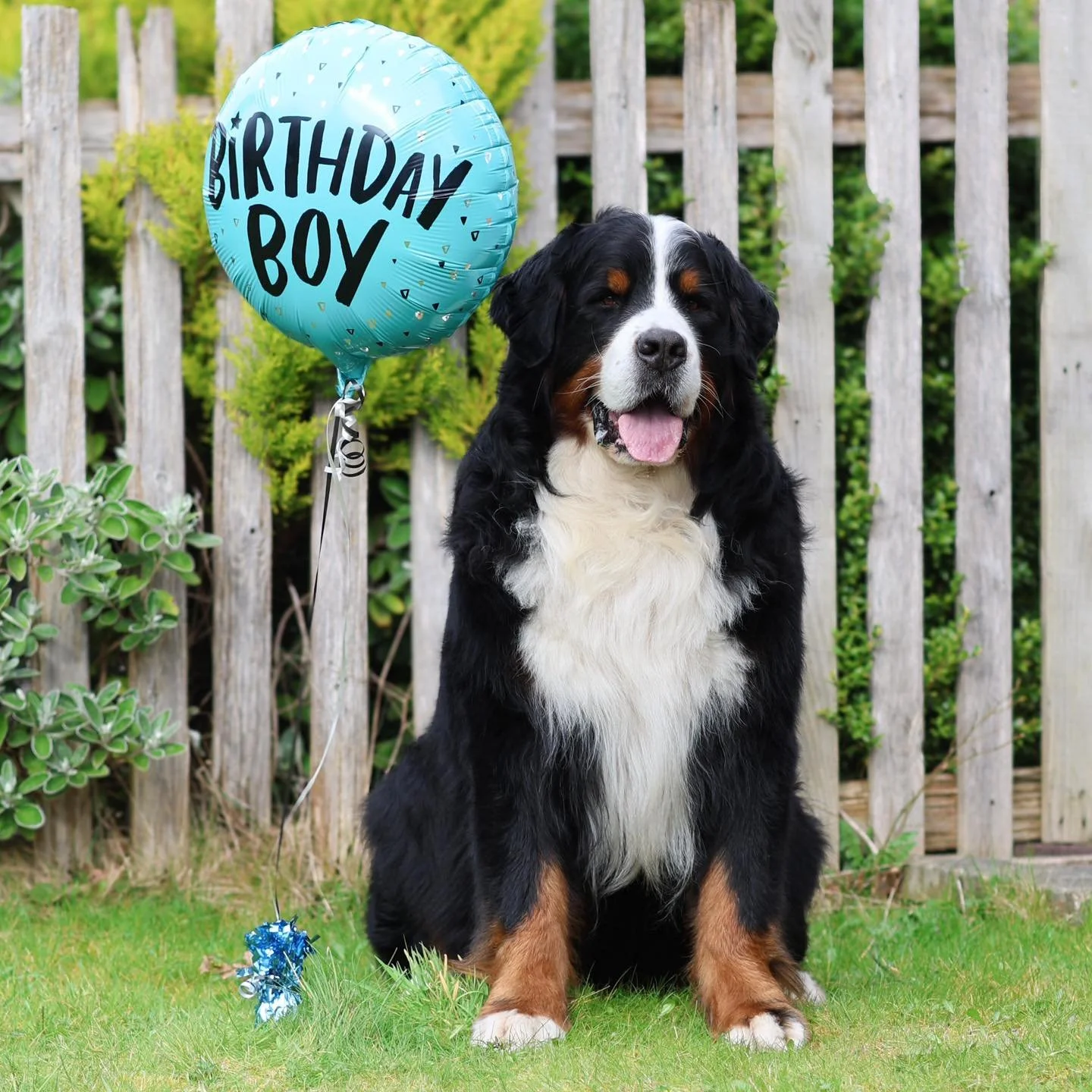 🎉Happy 8th Birthday to our handsome Matt 💙

He&rsquo;s everything a Bernese male should be, loyal, loving and a true gentleman in everything he does. 
Always desperate to be a &lsquo;good boy&rsquo; with a good dose of youthful spirit still thrown 