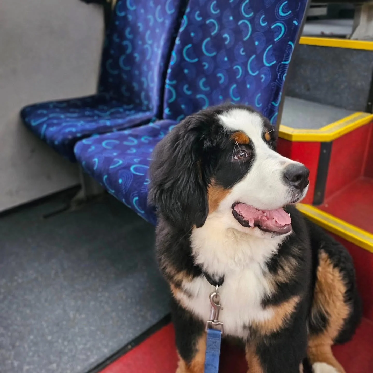4 month old Summer from our Forbes x Georgia litter ticking off her socialisation check list&hellip; 🚌🚏Bus ✅

www.waldershelf.com

#dogsonbuses #dogs #wildwash #dogfamily #puppylife #puppylove #lifewithdogs #bernesemountaindog #berner #doglife #ber