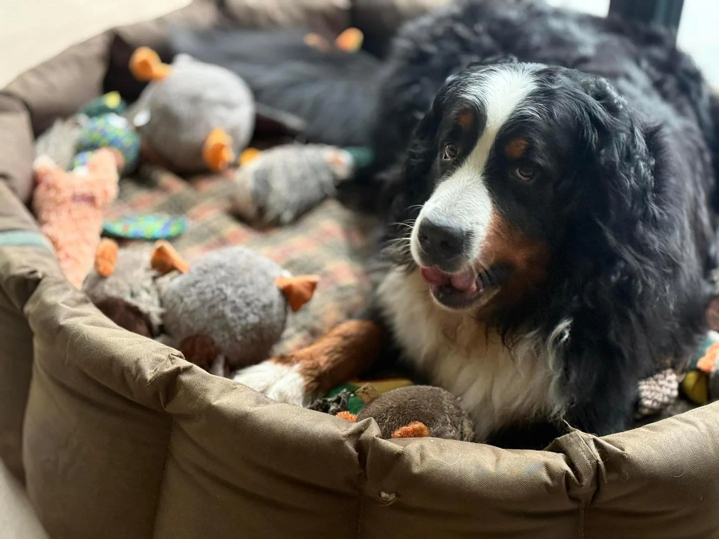 Eddie loves his honking duck toys above all others.
He gets so excited every time a new one arrives that he&rsquo;s built up quite the collection, so spoiled 😆 

He can leave them lying around, but if we move them he gently puts them back in his bed