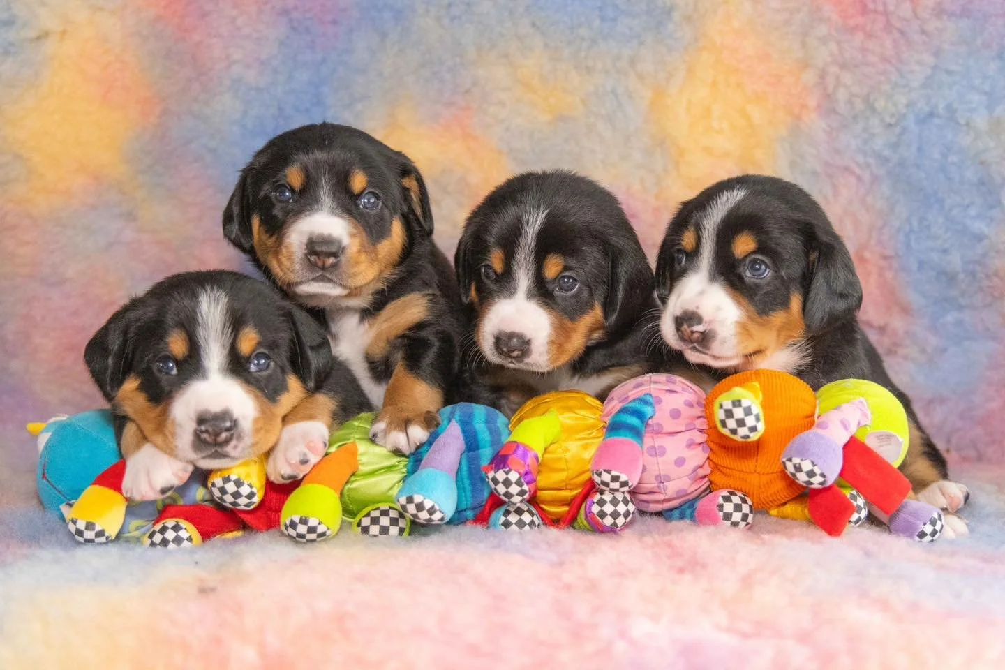 Our Enltebuchers babies are 3.5 weeks old now and are growing by the day. Betty has been a super mum 🩷 she&rsquo;s definitely happy to let us do the feeding now but she has no problem cleaning them up after their dinner 😋🐷

www.waldershelf.com/b-l