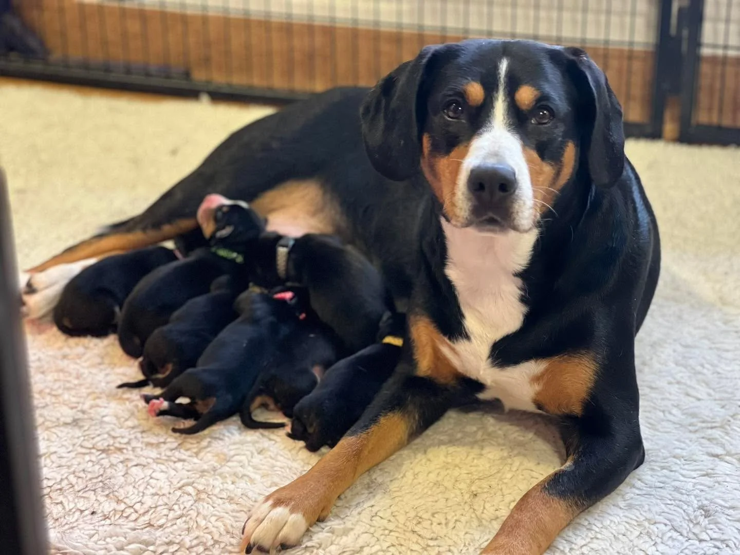 Thrilled to announce Betty and Elvis welcomed 7 new additions (4 boys and 3 girls) everyone is doing great and Betty is being an amazing mummy 💕 more photos to follow 📸

Sire: Elvis Von Der Konigshardt
Dam: Top Notch z Zamkowego Grodu at Waldershel