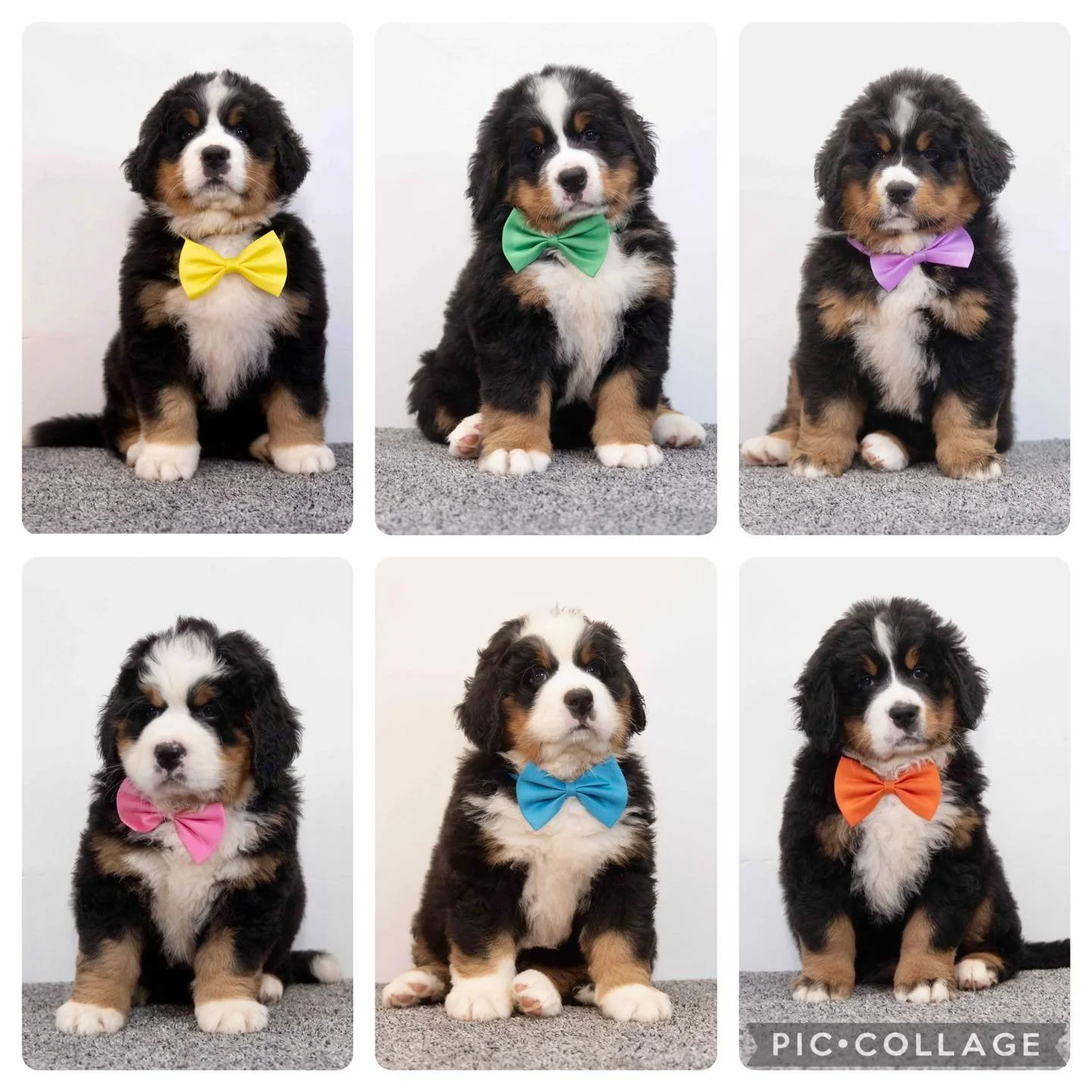 Where is time going?! Our &lsquo;n litter are 6 weeks old and are just the happiest little souls 🥰 

Sire: CH Waldershelf Fame&rsquo;n Fortune
Dam: Ona Georgia z Diekowej Doliny at Waldershelf

www.waldershelf.com

Raised on Yorkshires Finest Pet Fo