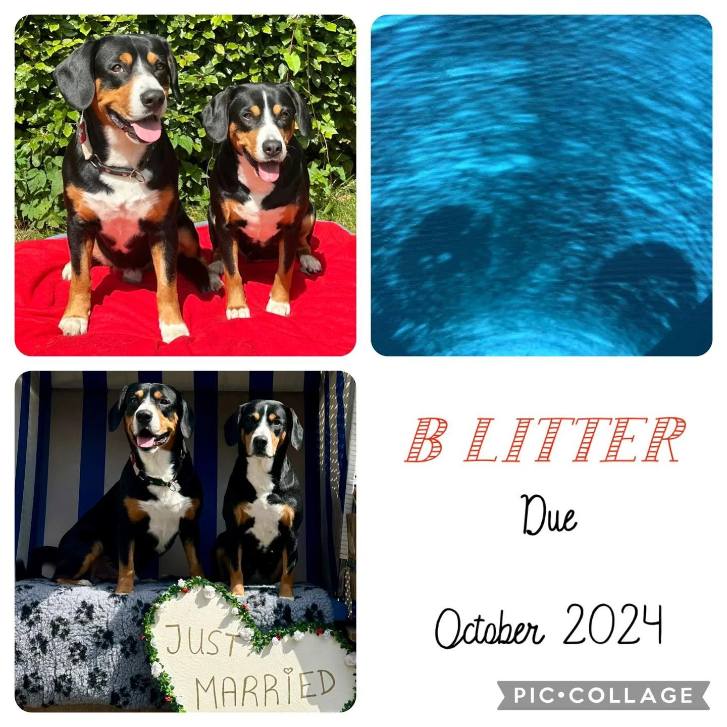 Betty and Elvis are expecting puppies at the end of Ocotber 🐾 super excited to welcome our B litter ☺️

Sire: Elvis Von Der K&ouml;nigshardt
Dam: Top Notch z Zamkowego Grodu at Waldershelf

For more information on this litter please see https://www.