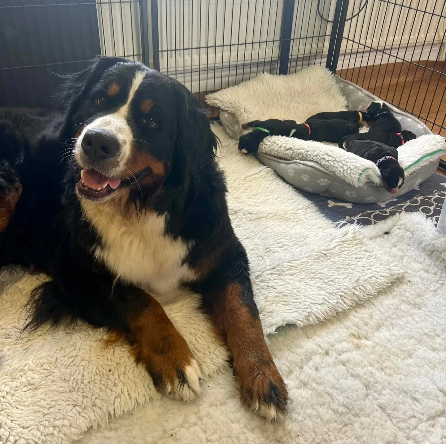 Our beautiful Georgia is being an absolutely super mummy to the newest Waldershelf additions ❤️ so proud of her 🥰

www.waldershelf.com

#dog #bernesemountaindogs #puppies #breeding #bernersennenhund #puppylove #dogbreeder #showdogs #lifewithdogs #be