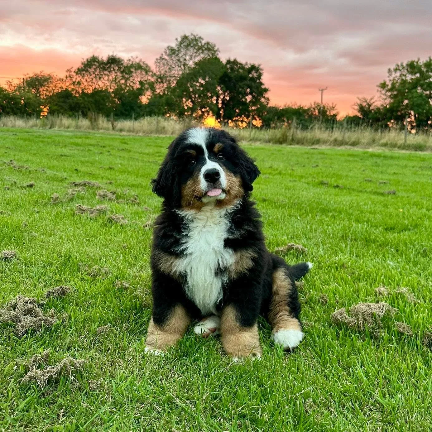 Summer from our Love Litter just turning 10 weeks old enjoying the summer nights 🌅☀️ nearly every pupdate from her owners send she has her tongue sticking out! 😛 🤣 she&rsquo;s so precious ❤️

www.waldershelf.com

#berneseofinstagram #berneselove #