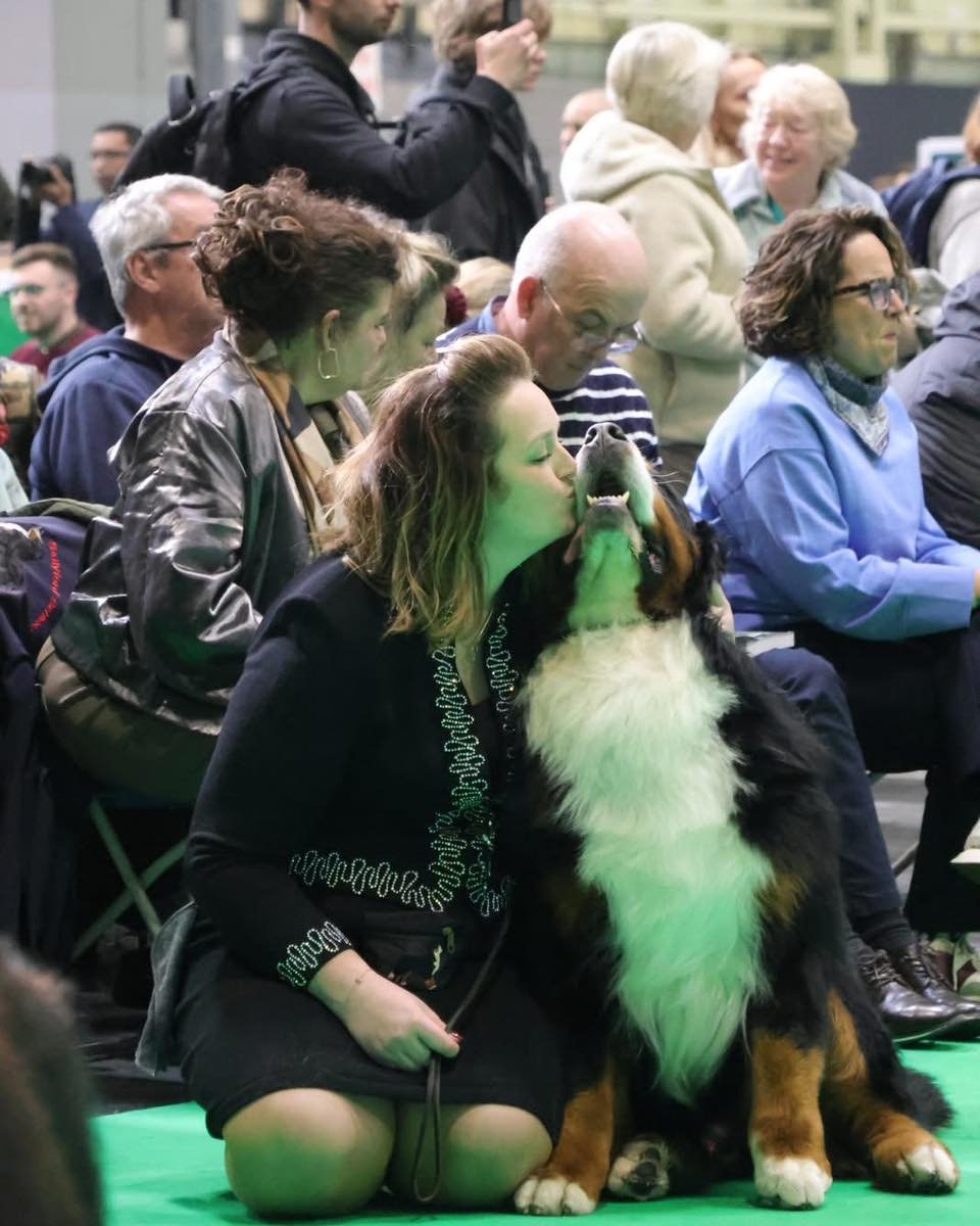 Feel like we&rsquo;re still recovering from Crufts&hellip; 

Thursday was show day, super busy as always and proud of how the dogs performed 🥰
Bjorn, Ingrid &amp; Dandy all won their classes, 
Prim 2nd Puppy Bitch, Ginny 5th Open Bitch and in a larg