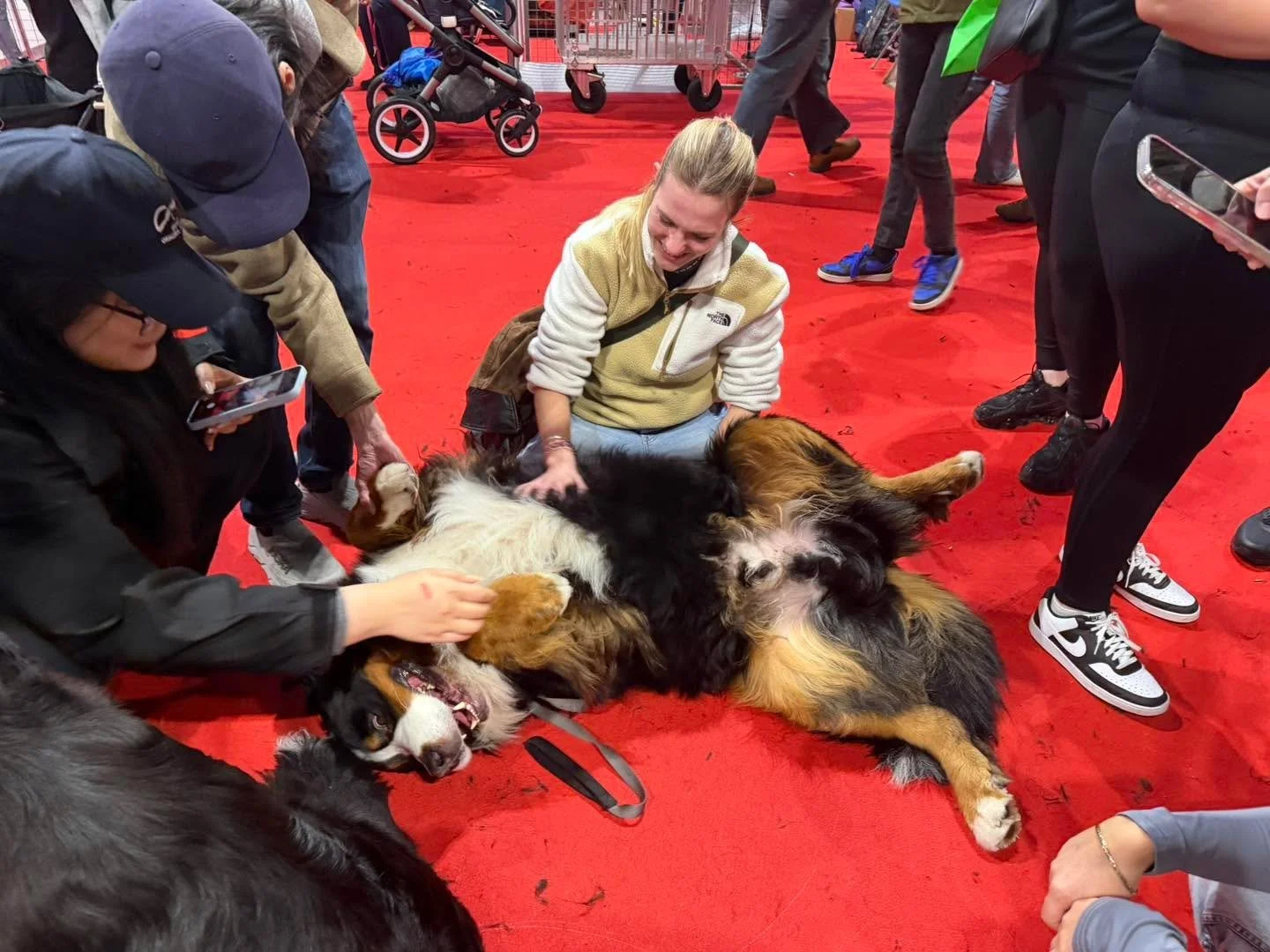 Saturday &amp; Sunday of Crufts 2026 saw the whole team doing their annual stint on discover dogs meeting hundreds of people and show the public just how amazing the breed is ❤️