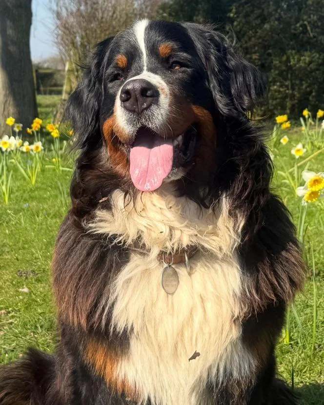 Received this lovely photo of Summer (Miss Orange from the Love Litter) enjoying the sunshine ☀️ isn&rsquo;t she beautiful 😍

#lifewithdogs #berneseofinstagram #bernesemountaindogs #doglife #dogs #bernersennenhund #bernesemountaindog #bernese #dogbr