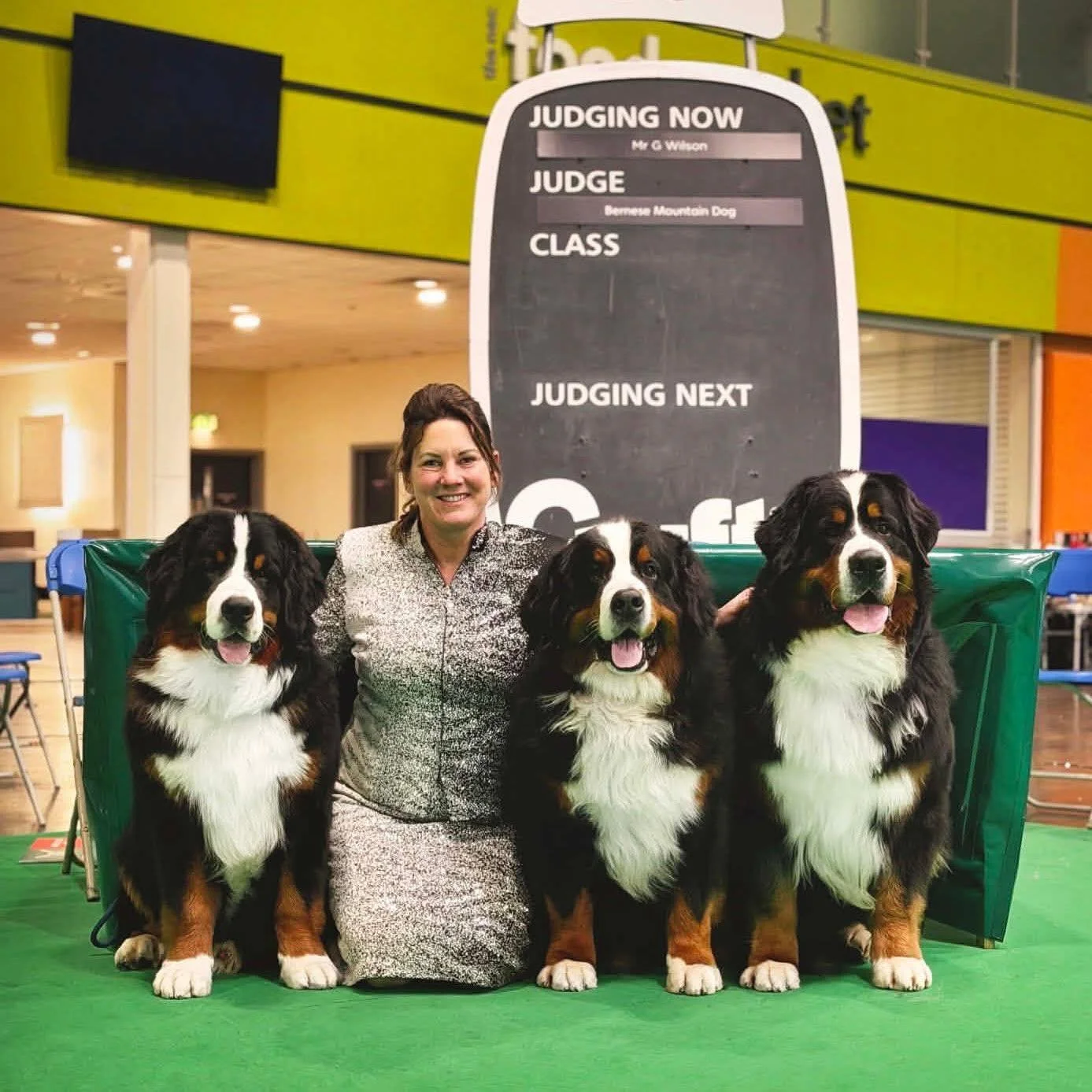 We&rsquo;re so lucky to have amazing friends that show our dogs and make our little team what it is 🥰
Really proud of Abbie and her Waldershelf boys this year at Crufts 

Dandy 💙 Waldershelf Fine&rsquo;n Dandy (Forbes x Nora)
Forbes 🩵 CH Waldershe