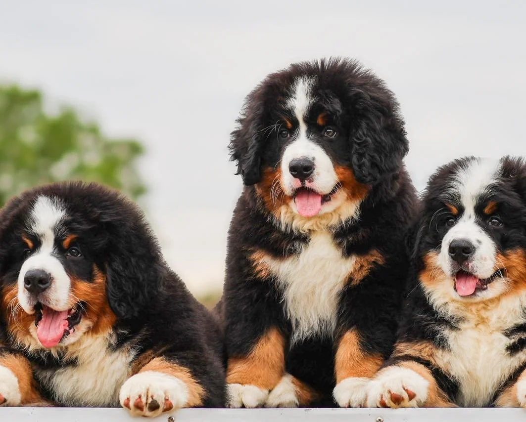 I didn&rsquo;t post any puppy spam from last year so I have a lot of updating to do!

This was Nora x Forbes litter pictured at 8 weeks old, they are now 9 months old and proving to be a real mix of their parents, loyal and loving like their daddy an