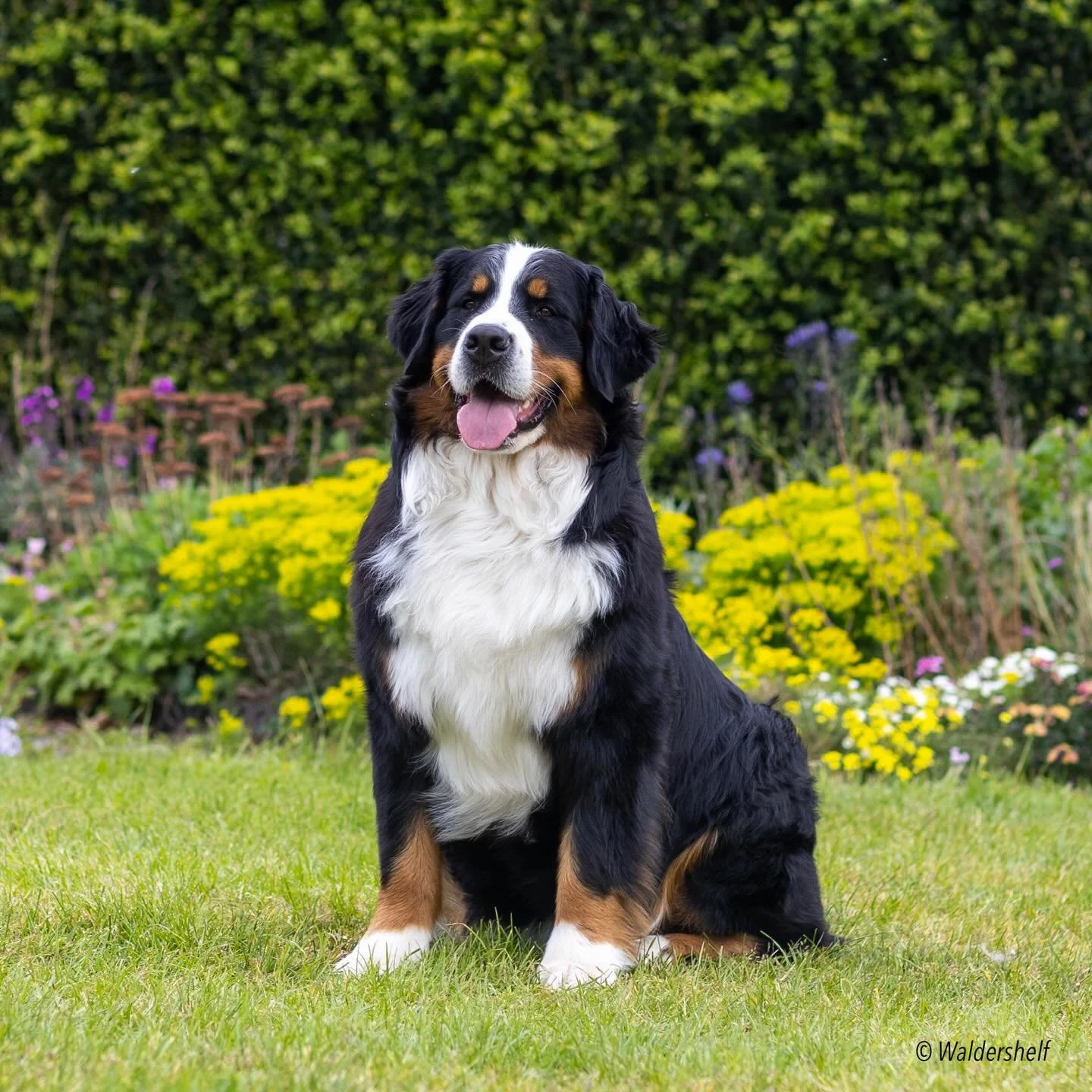 At the dog show yesterday our beautiful Ingrid or (Ingy-Bingy to her friends) won the final point to her UK Champion title 🏆🥹 

She can now be known as Champion Waldershelf Queens Inglish 💛

We had an amazing day with her brother Bjorn taking Best