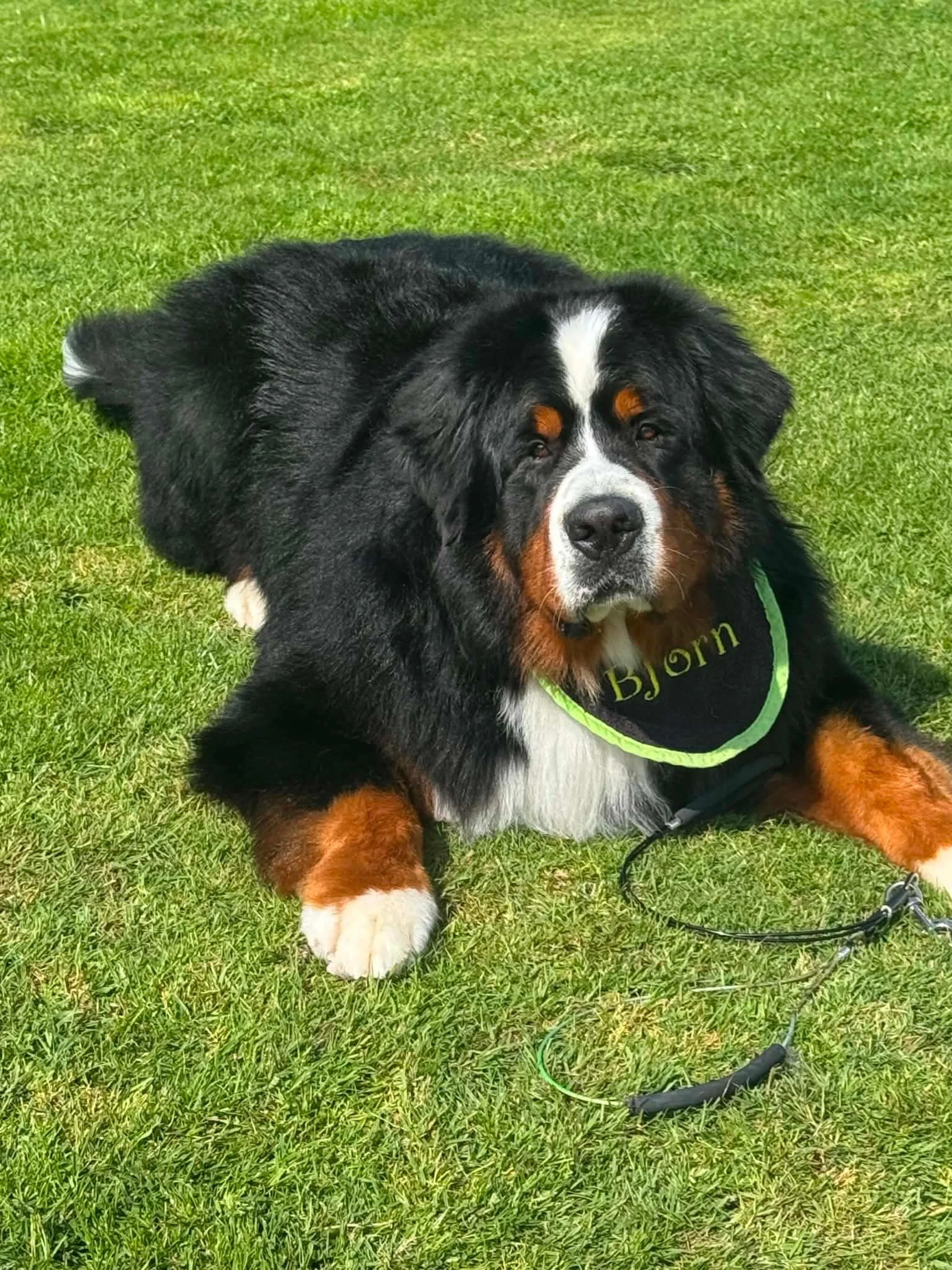 He&rsquo;s handsome and he knows it😍 Bjorn after his bath today 💚

#bernese #berner #bernesemountaindog #bigdog #handsome