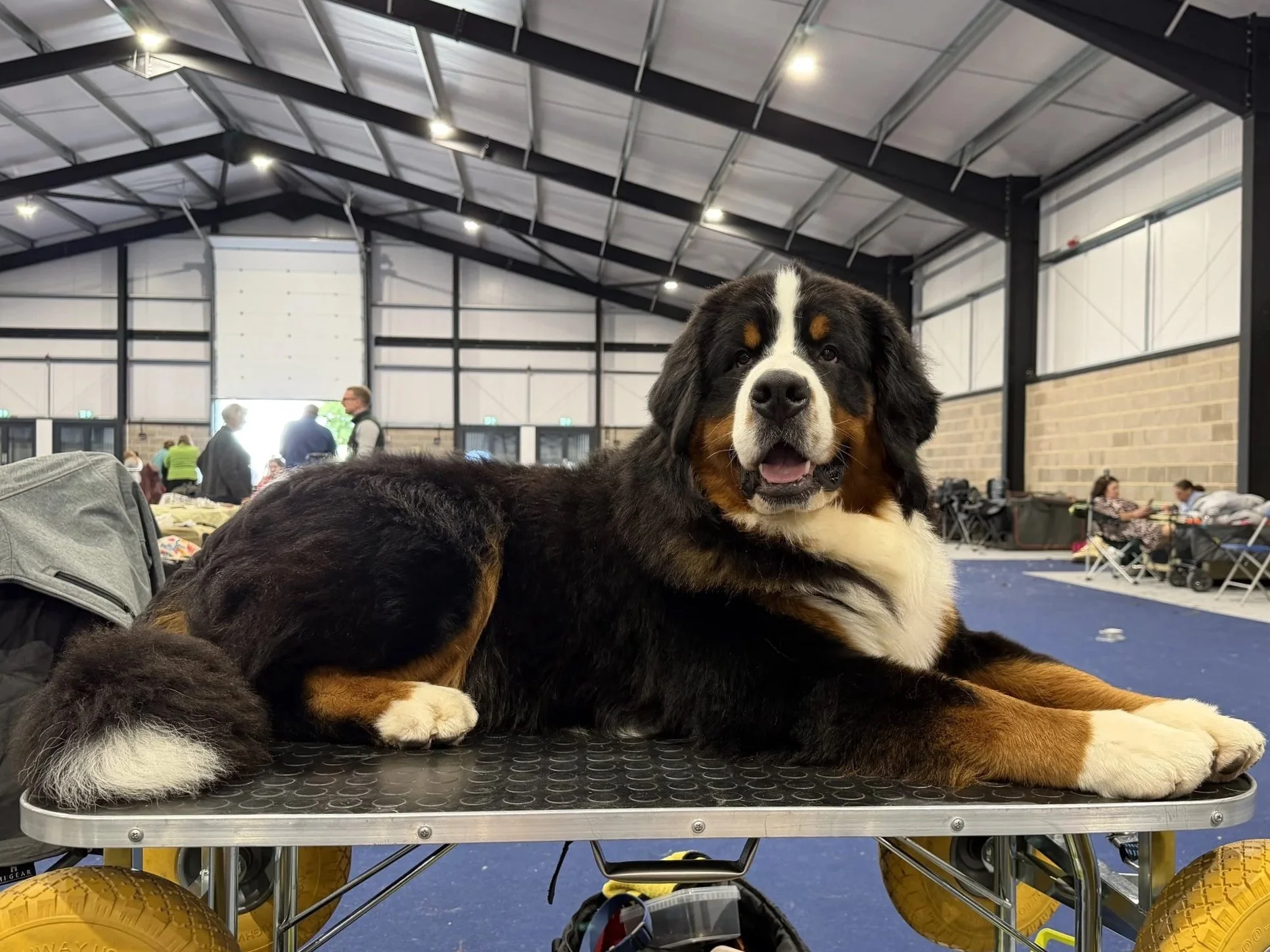 Dandy 11 months